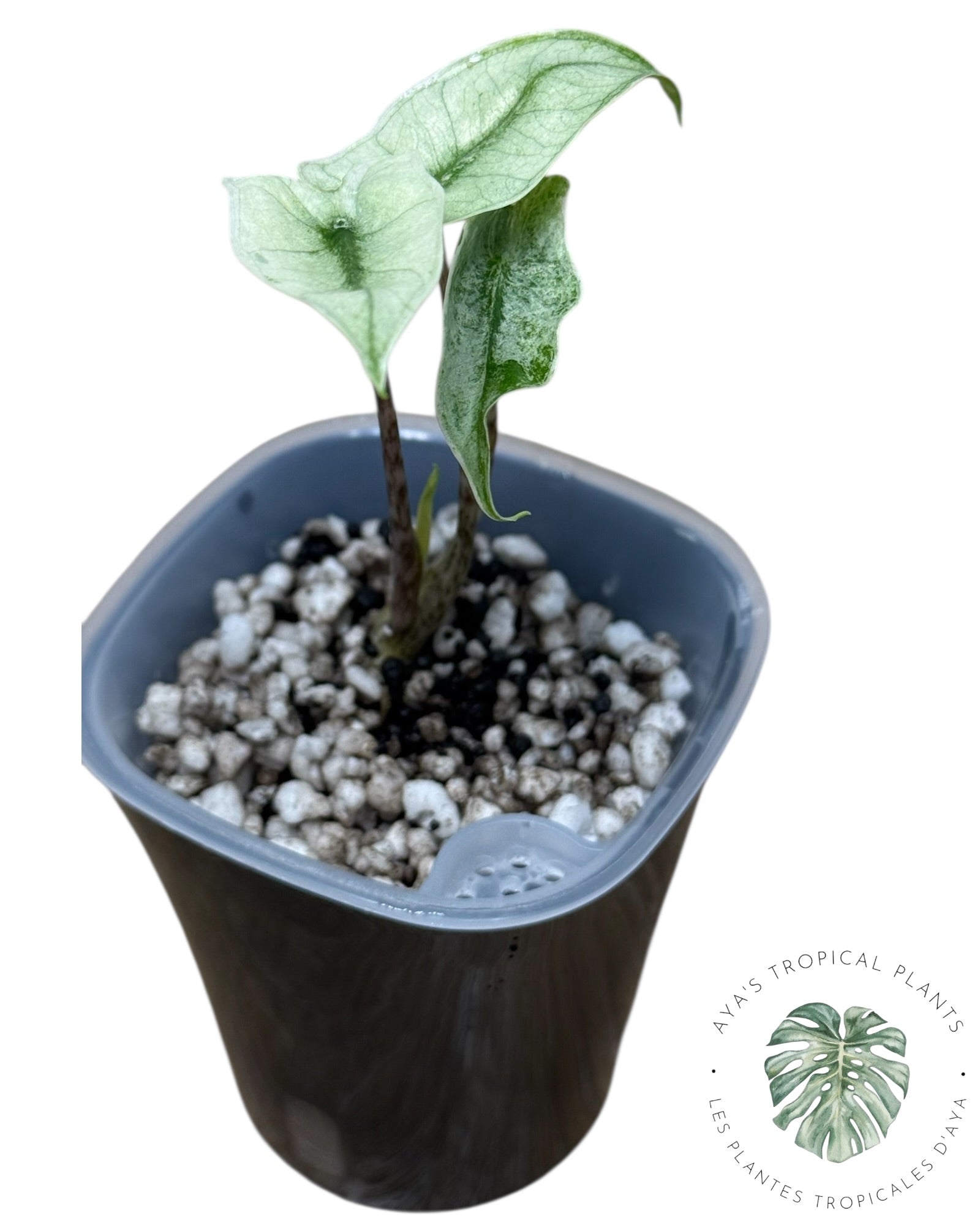 Alocasia Zebrina Mint