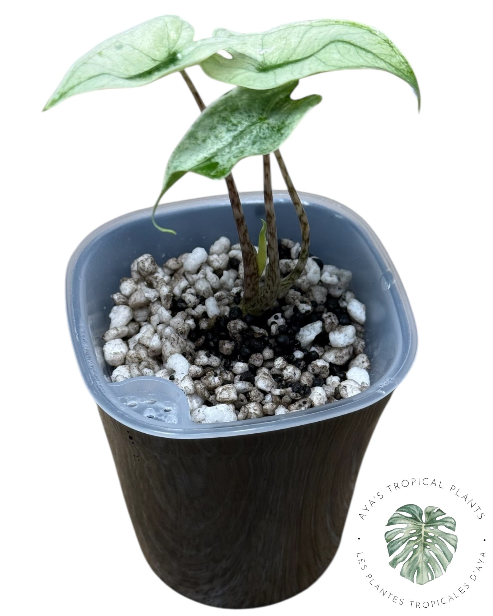 Alocasia Zebrina Mint