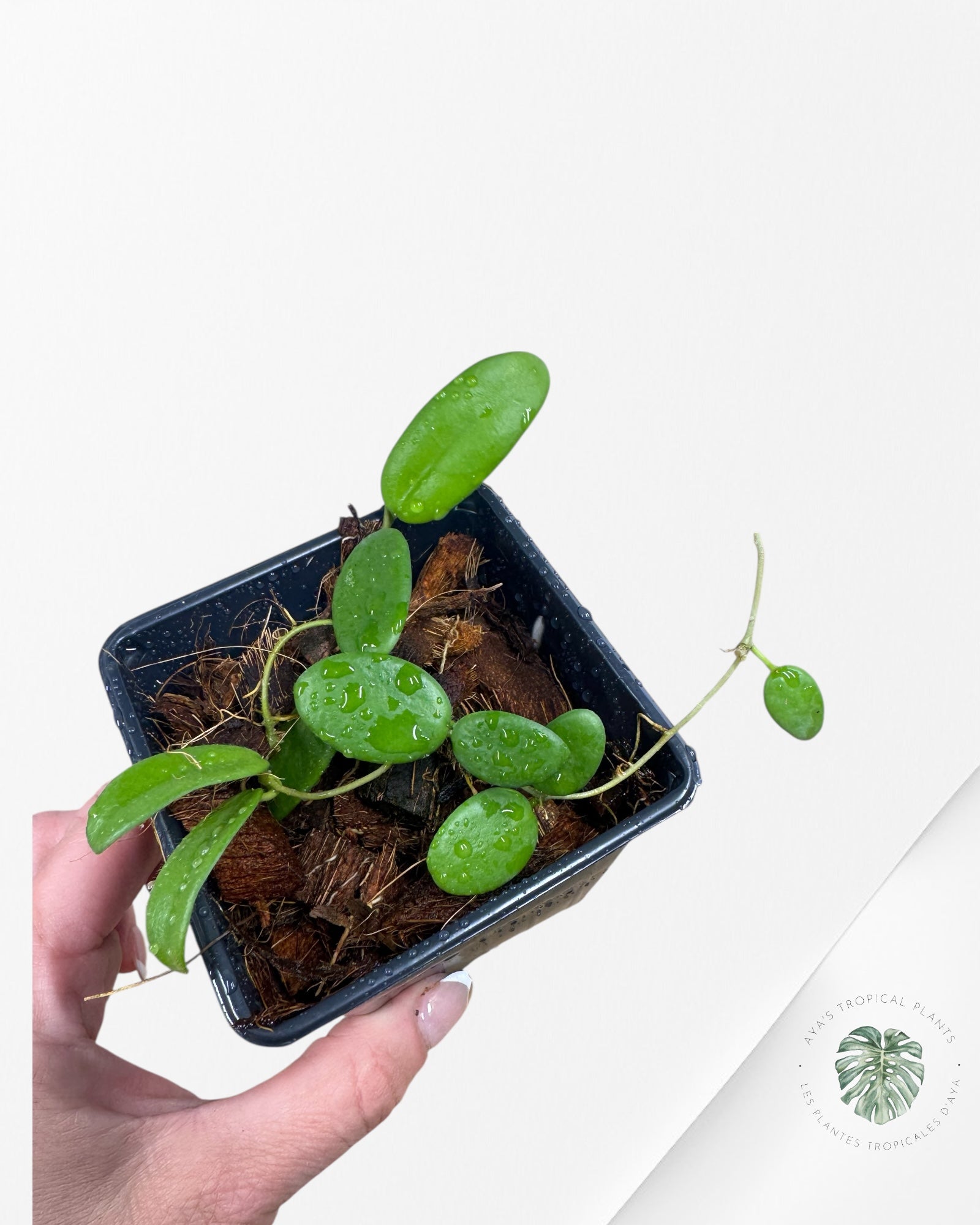 Hoya Lyi - F1