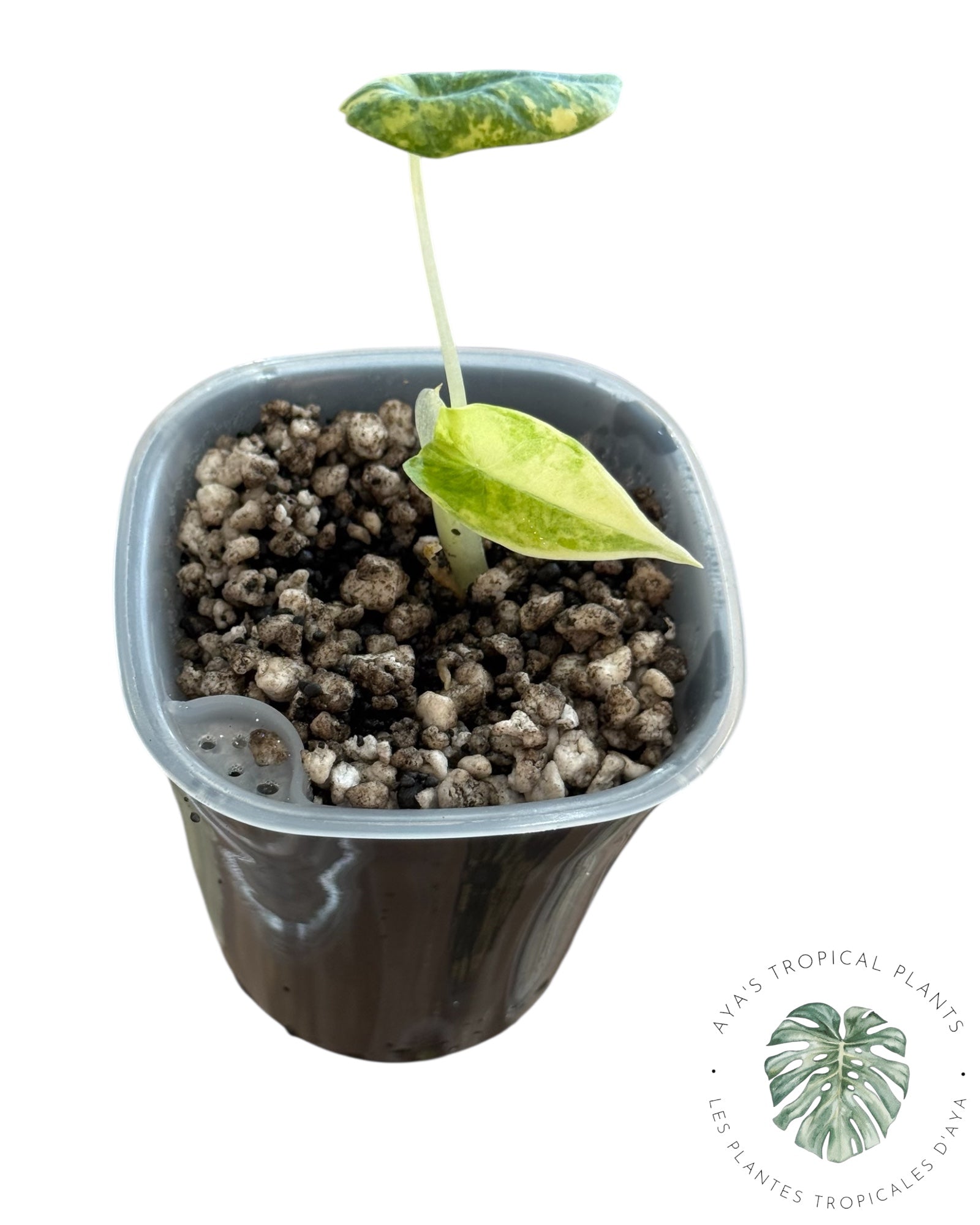 Alocasia Maharani Golden Lime