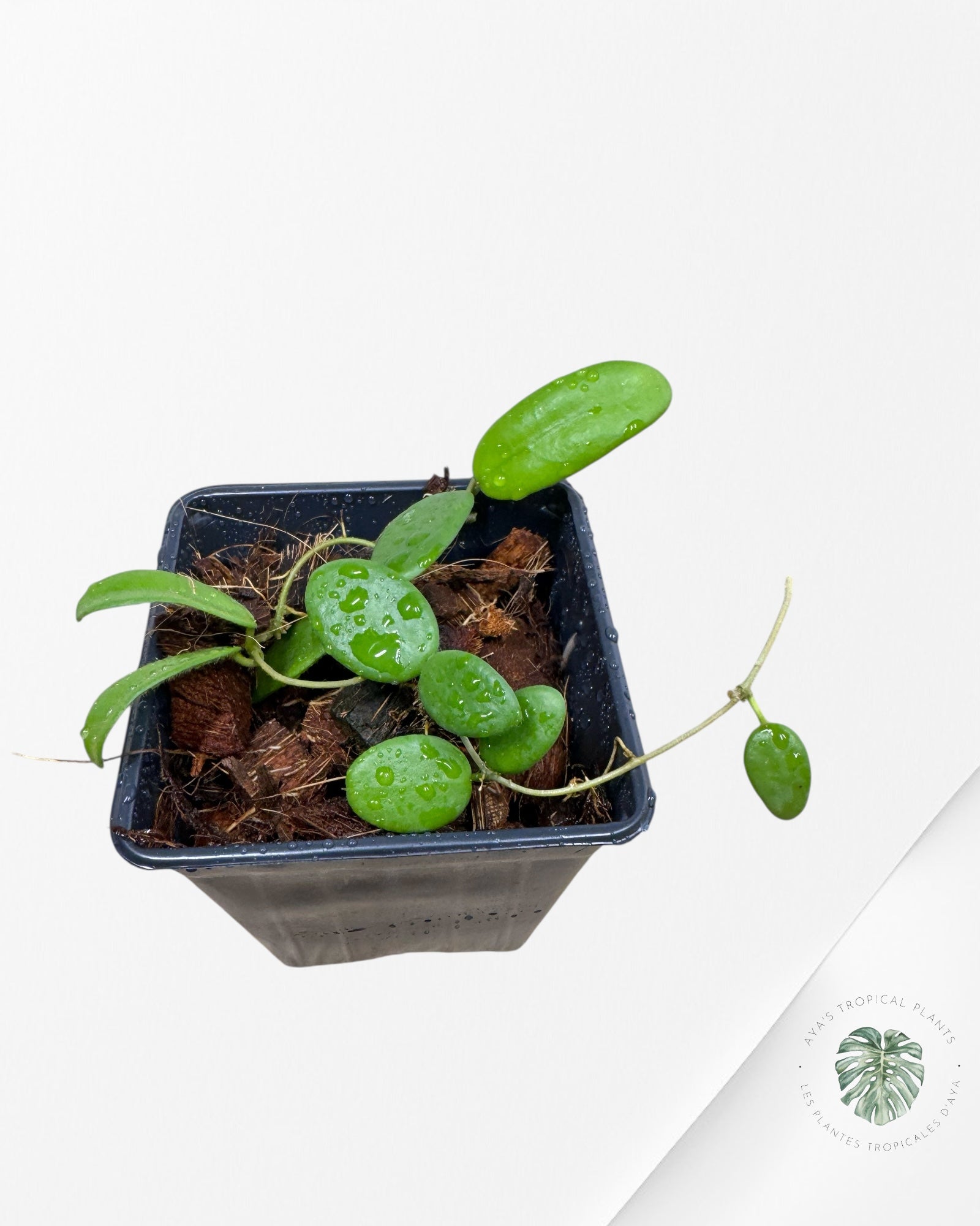 Hoya Lyi - F1