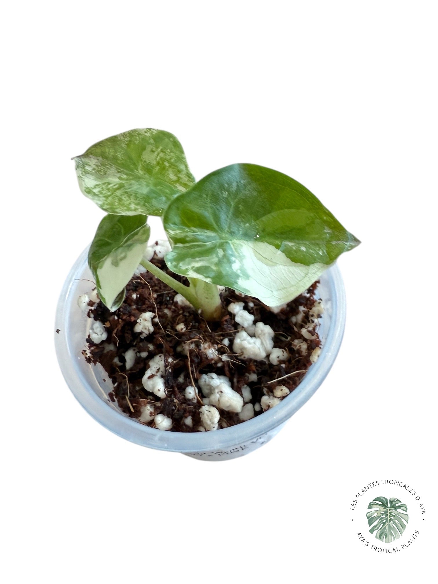 Alocasia Wentii Albo Pink Variegated.