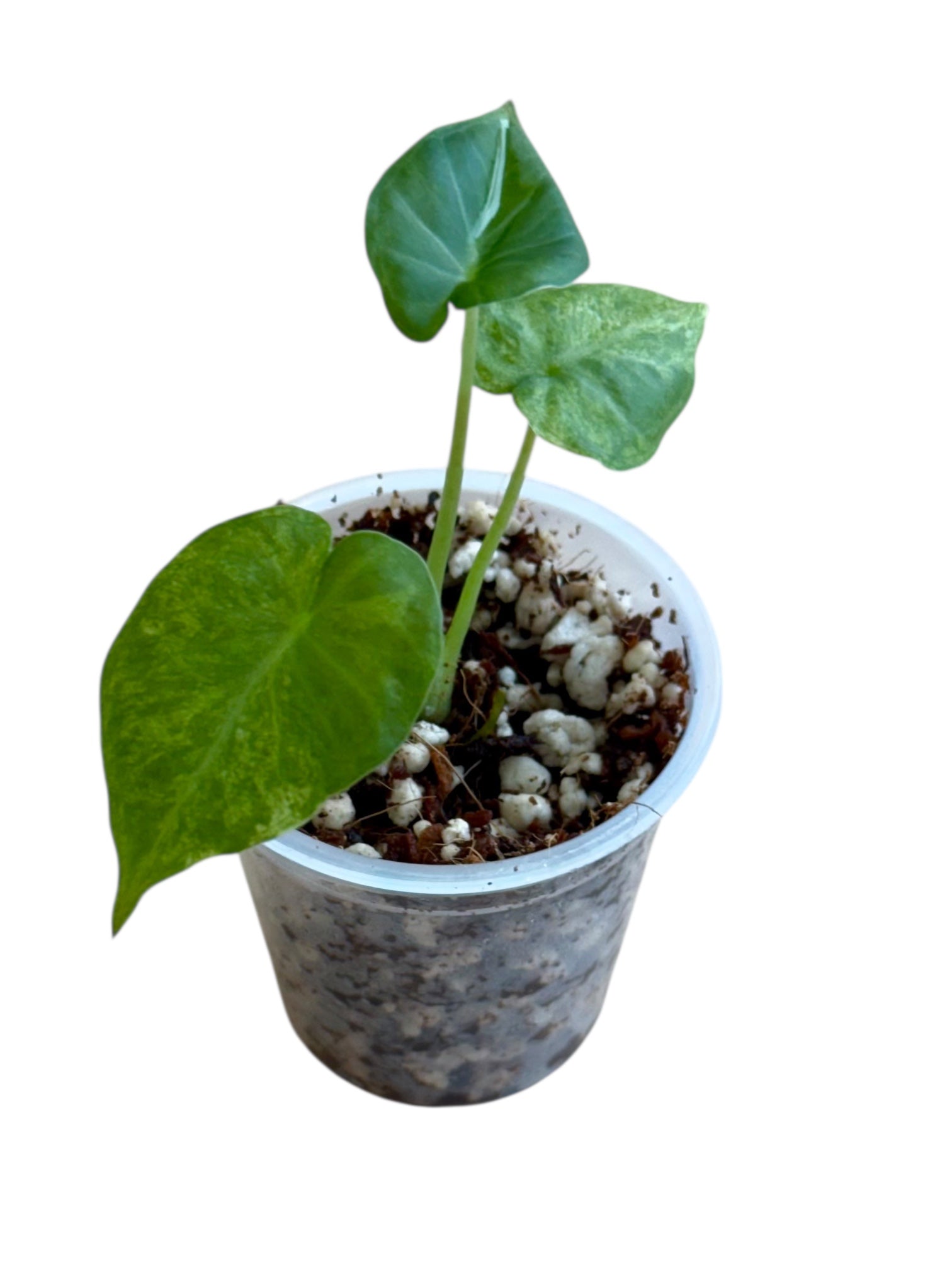 Alocasia Regal Shield Aurea