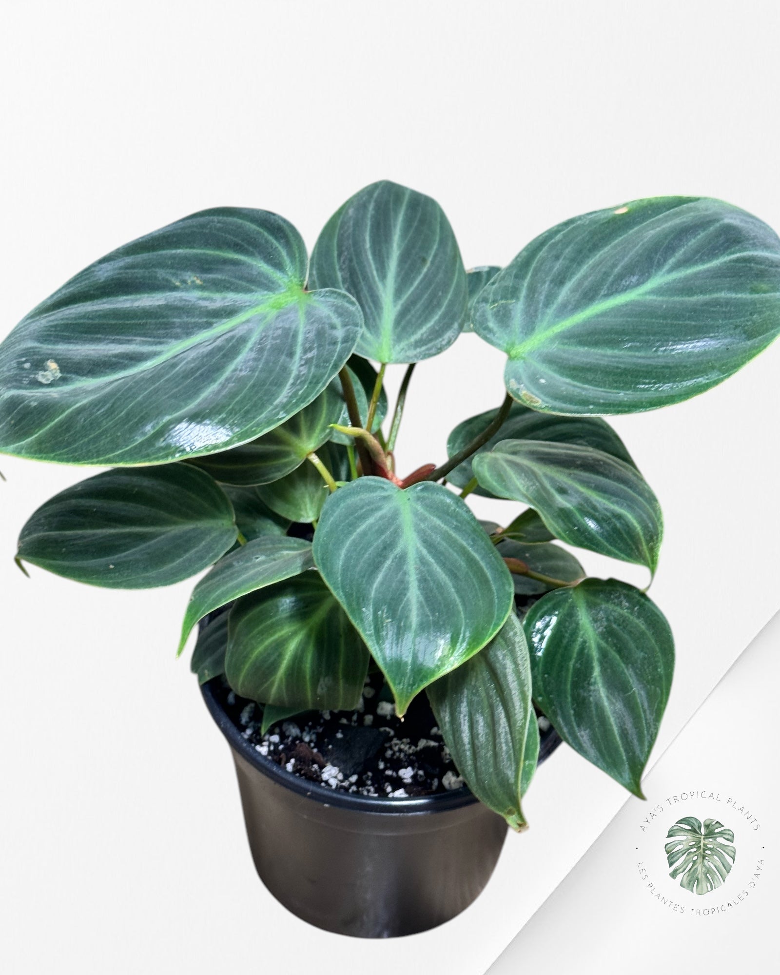 Philodendron El Choco Red-PEC1