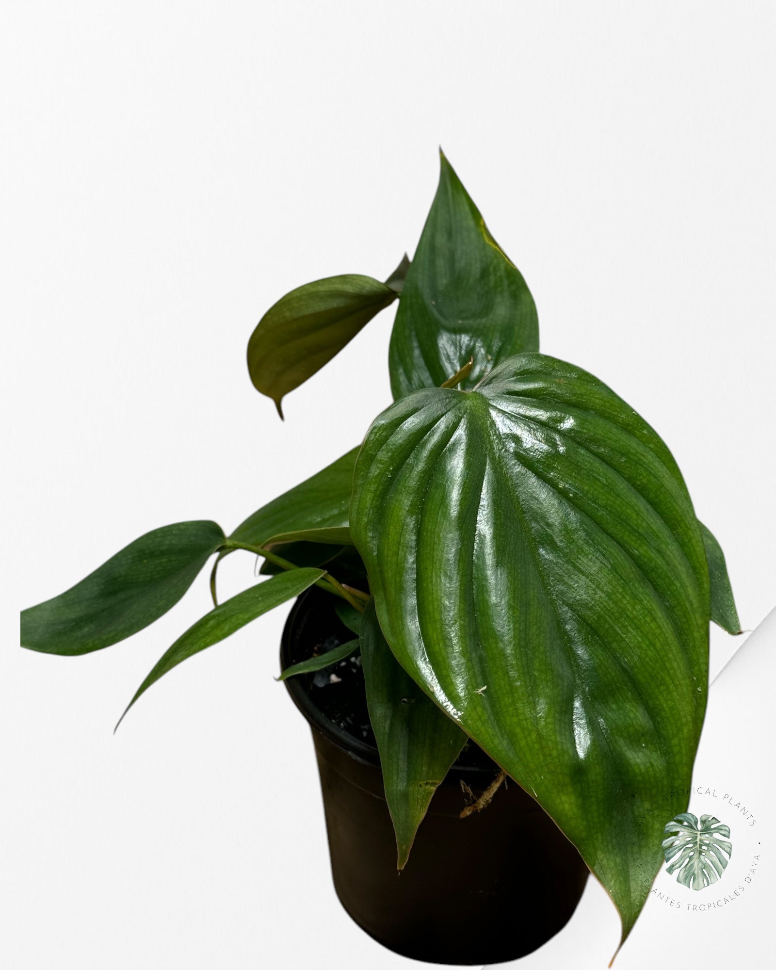 Philodendron Colombia-PC1