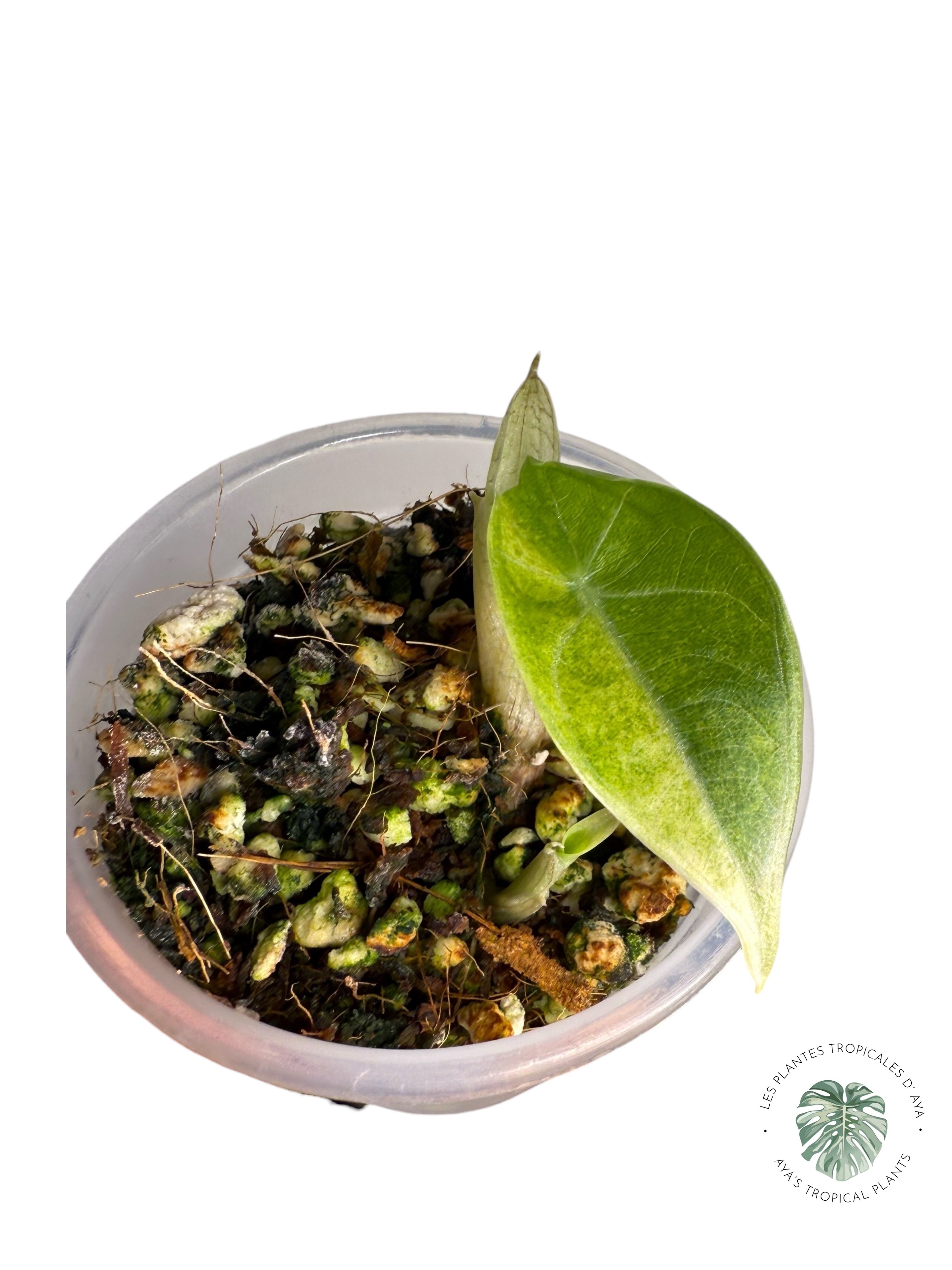 Alocasia Maharani Variegated Aurea| Rare TC Plant| Aya's Tropical Plants