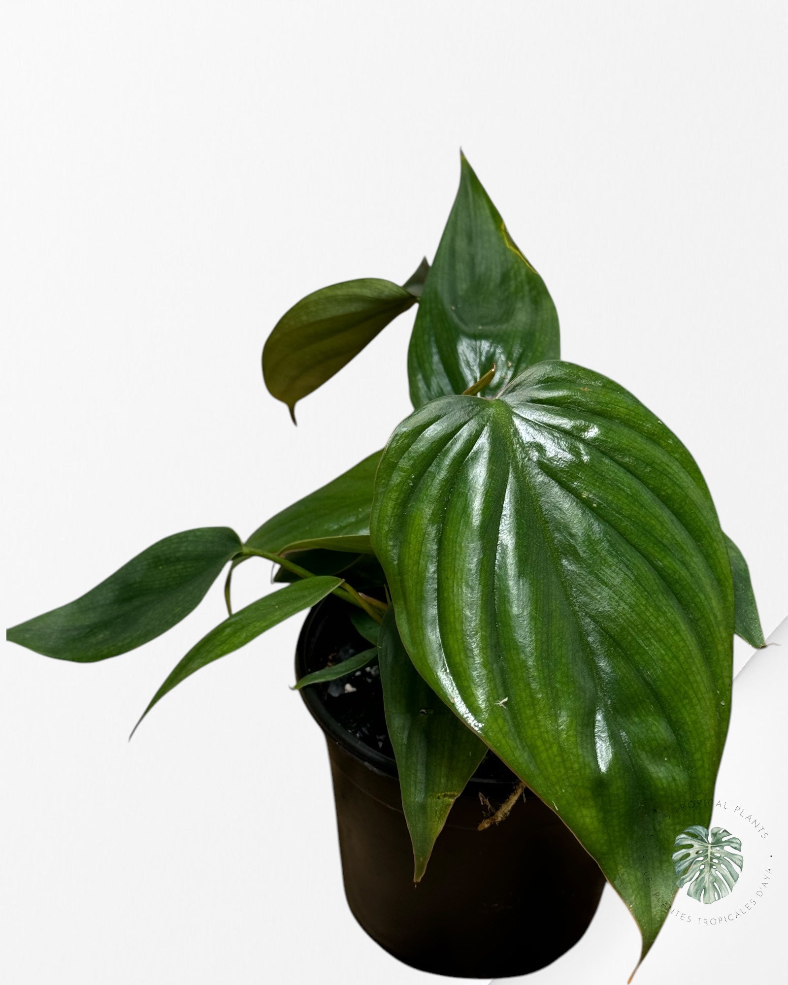 Philodendron Colombia-PC1