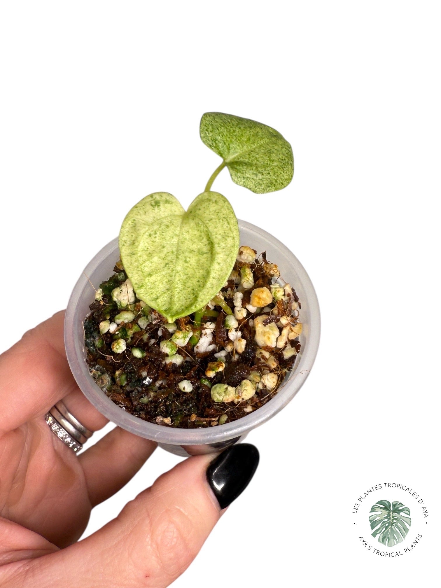 Anthurium Dark Phoenix Variegated | Rare TC Plant| Aya's Tropical Plants