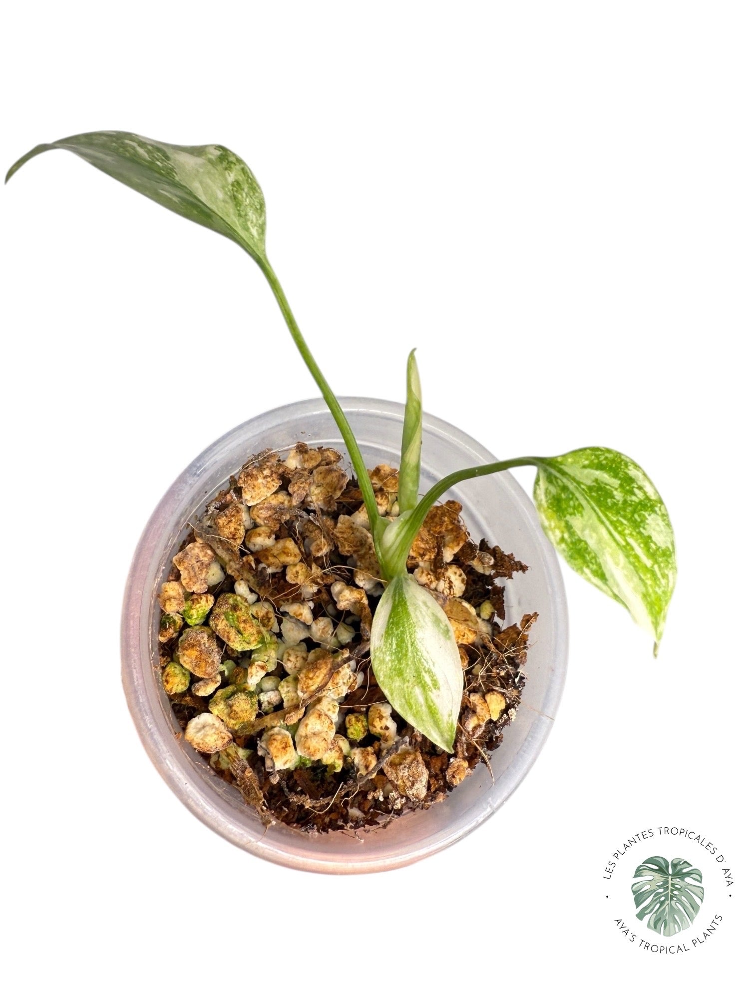 Monstera Thai Constellation Creme Brûlée| Rare TC Plant | Aya's Tropical Plants