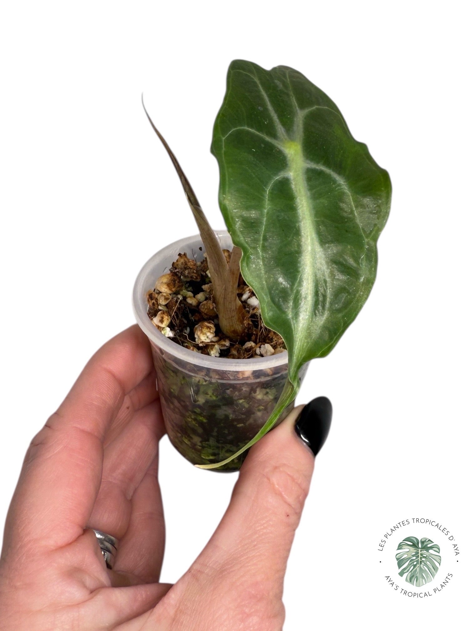 Alocasia Venom| Rare TC Plant| Aya's Tropical Plants