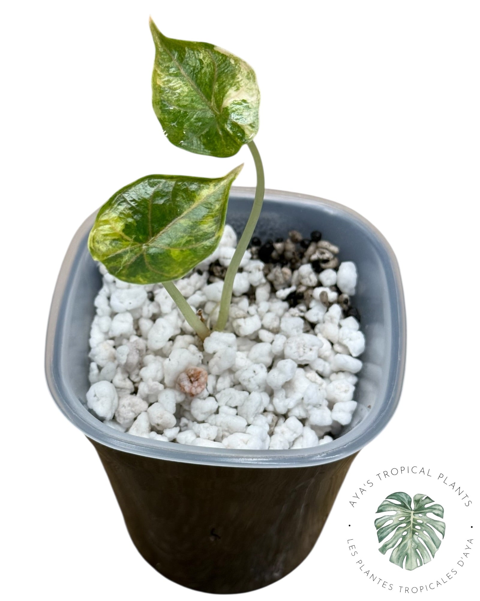 Alocasia Azlanii Aurea Variegated