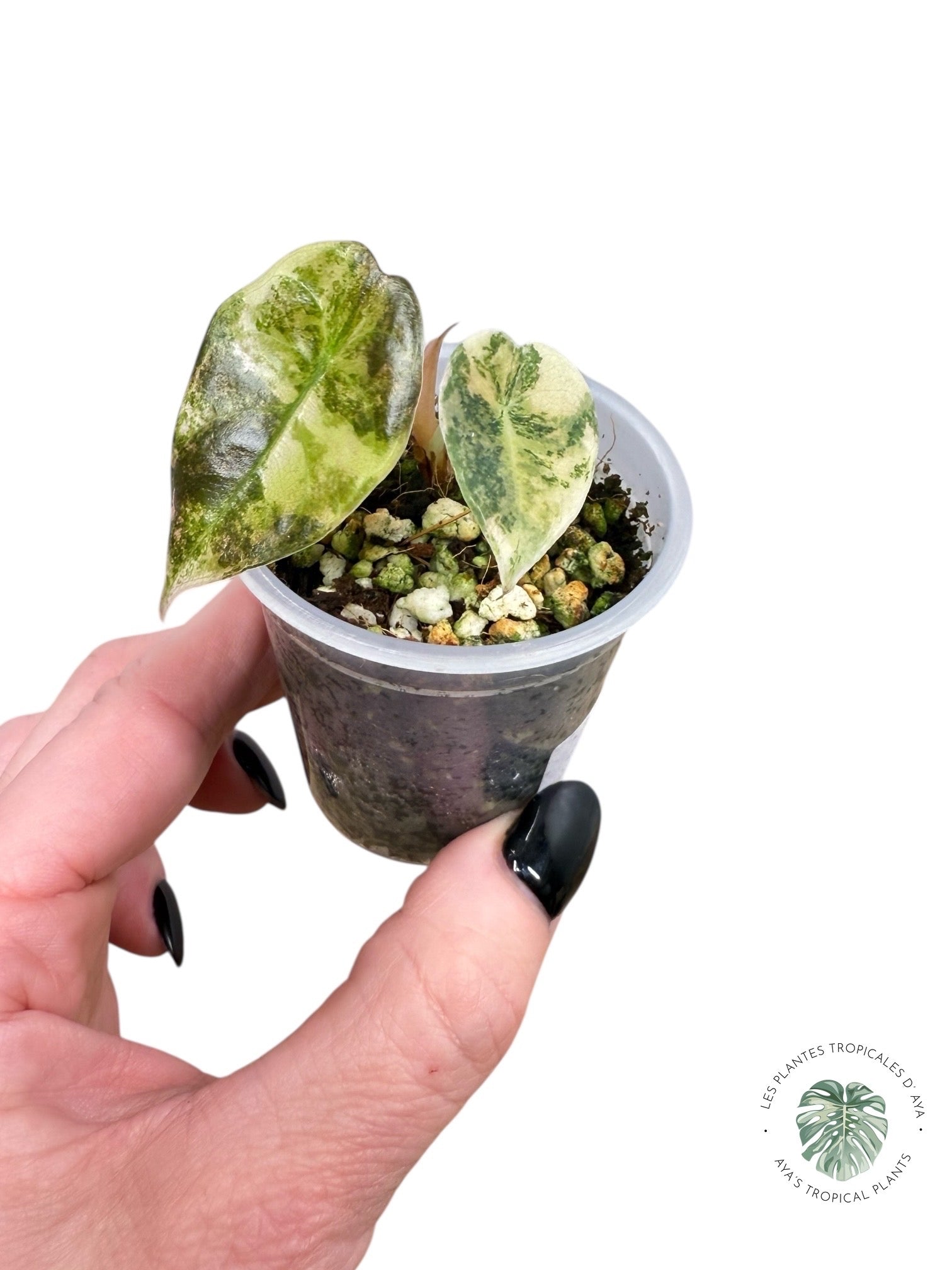 Alocasia Sedenii  Variegated Aurea| Rare TC Plant| Aya's Tropical Plants