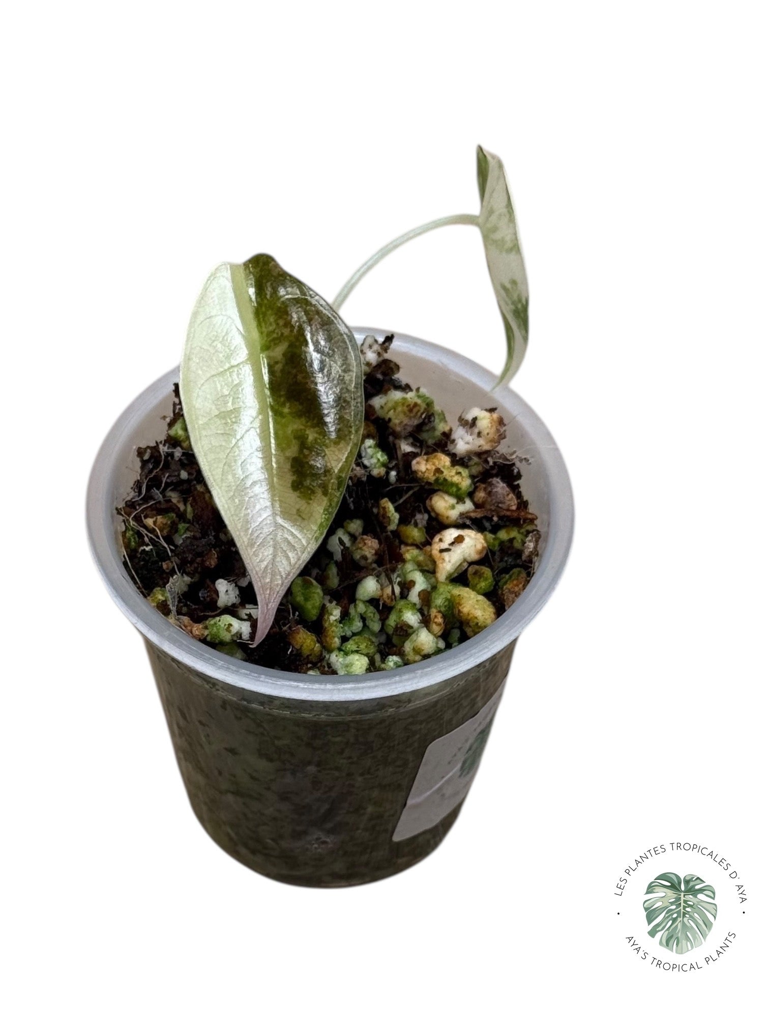 Alocasia Sedenii  Variegated Aurea| Rare TC Plant| Aya's Tropical Plant