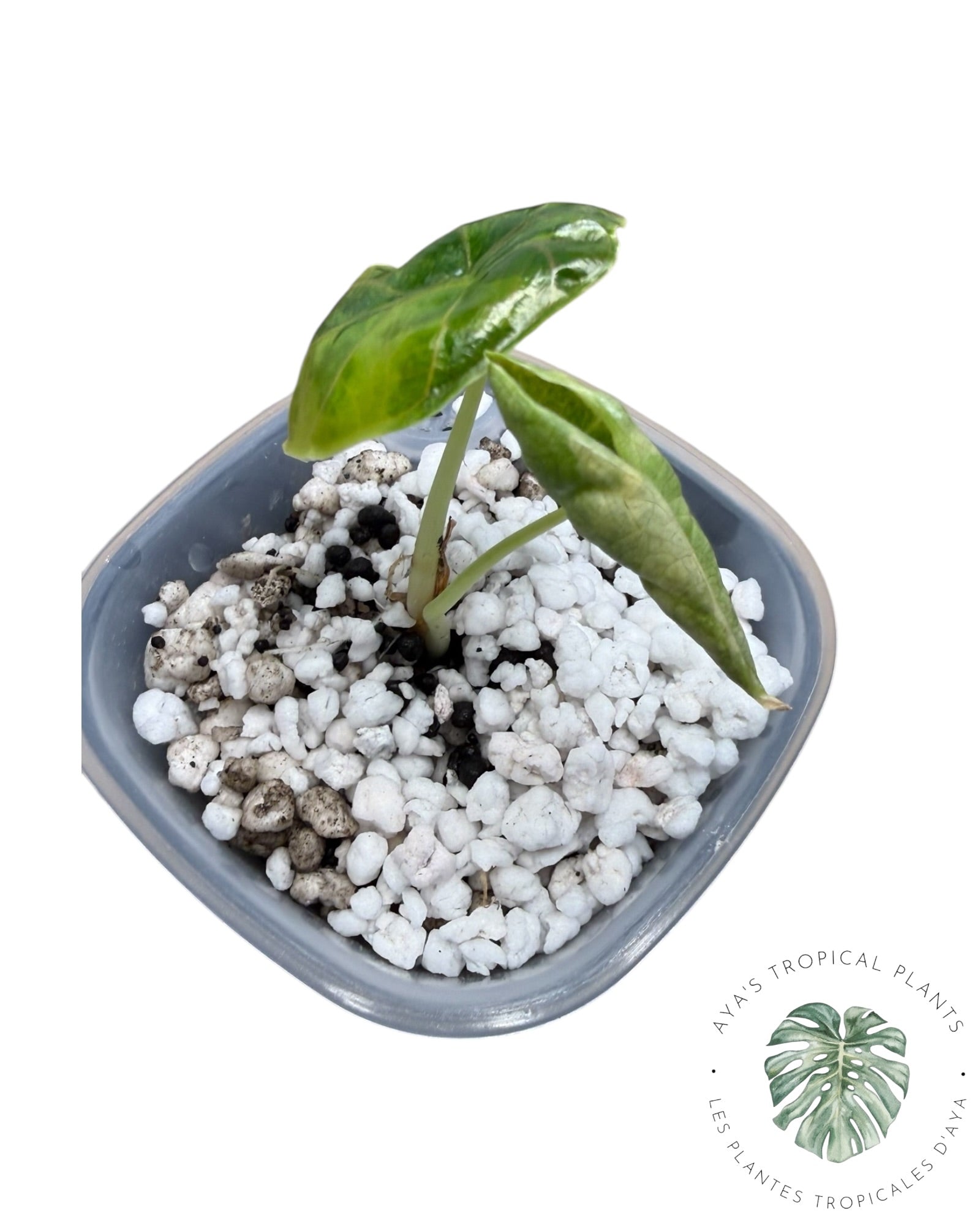 Alocasia Azlanii Aurea Variegated