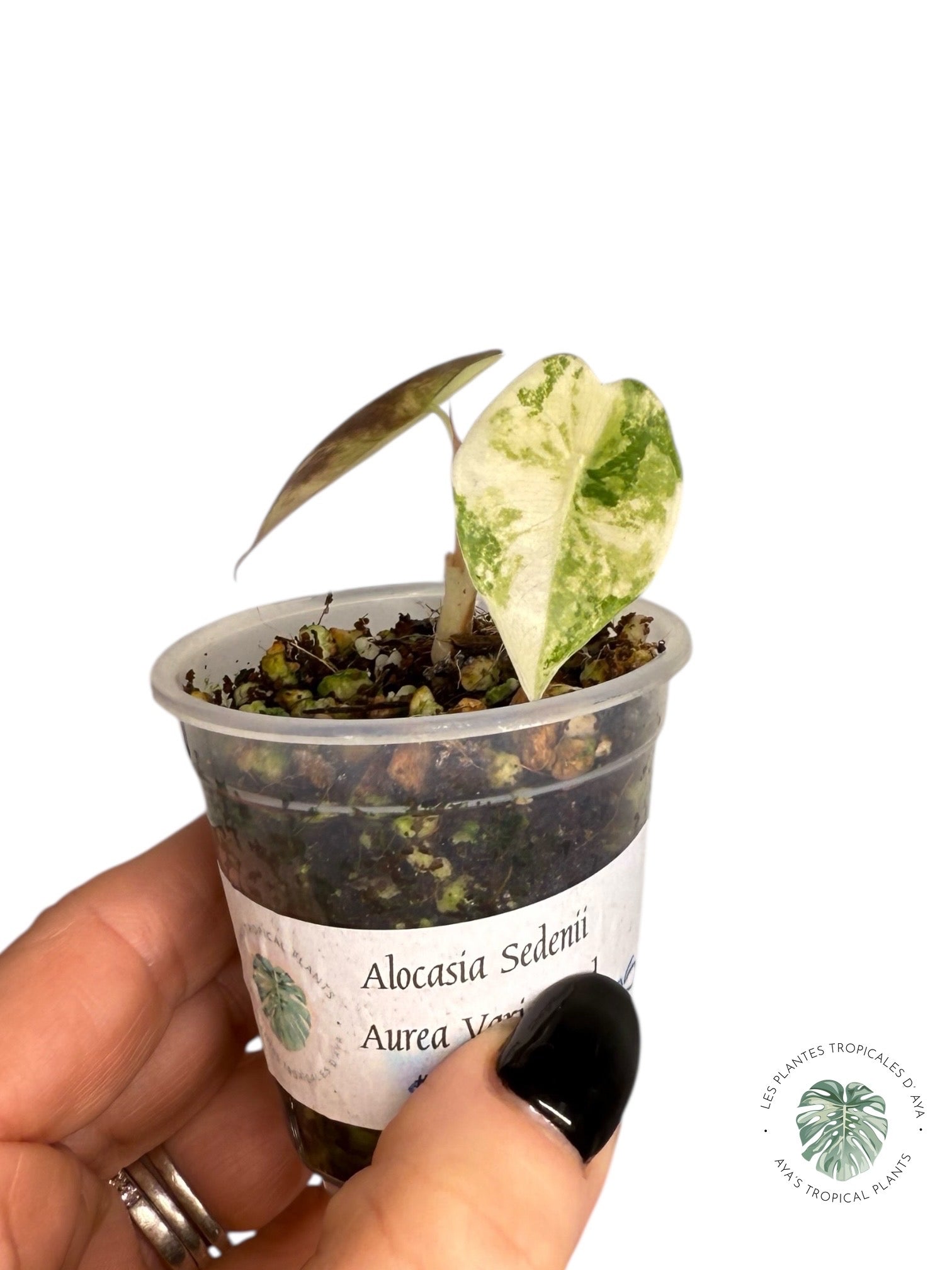 Alocasia Sedenii  Variegated Aurea| Rare TC Plant| Aya's Tropical Plant