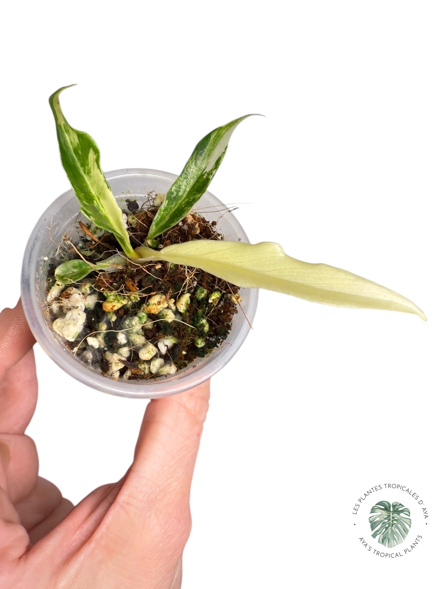 Philodendron Tortum Variegated | Rare TC Plant| Aya's Tropical Plants