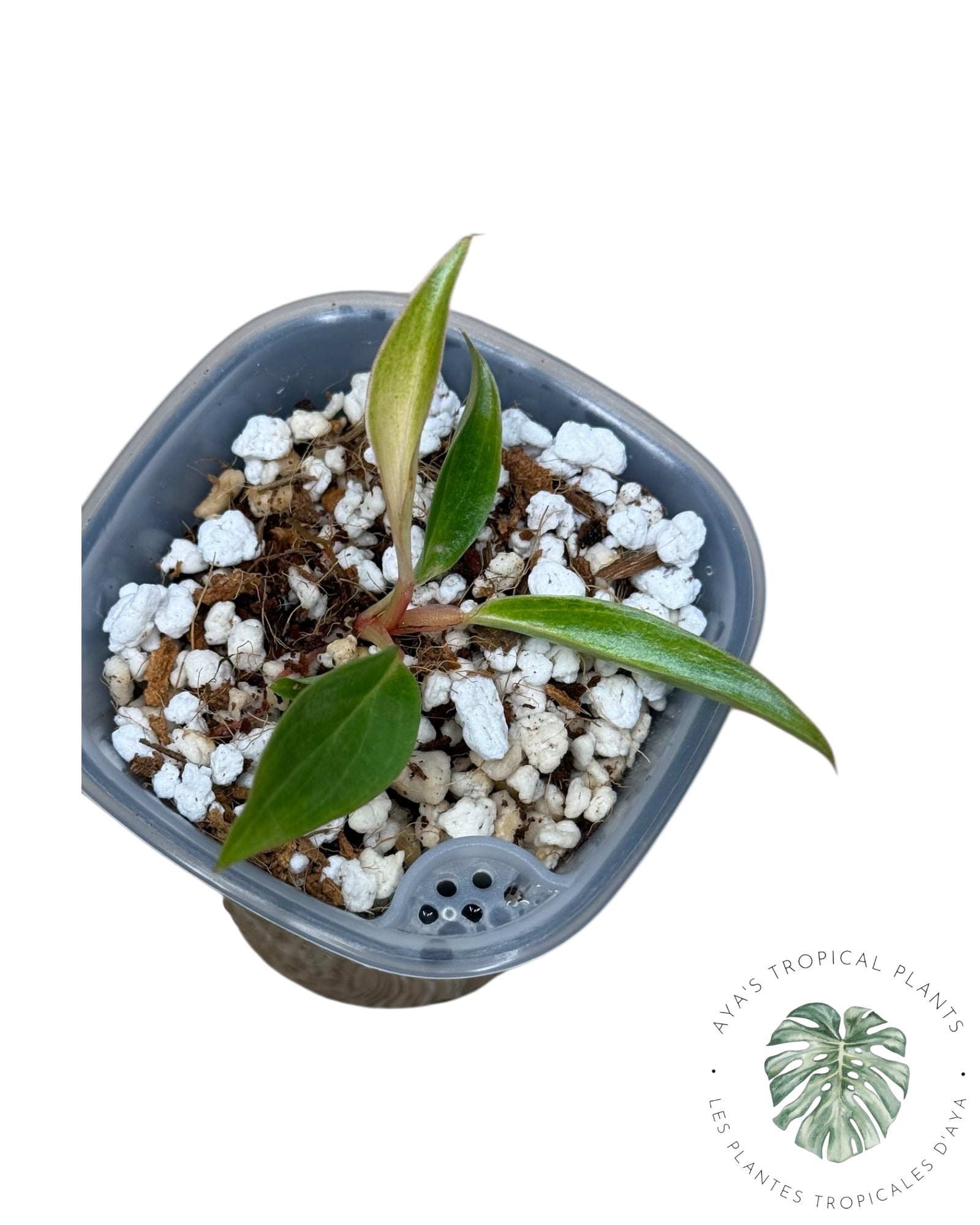 Philodendron Strawberry Caramel Variegated