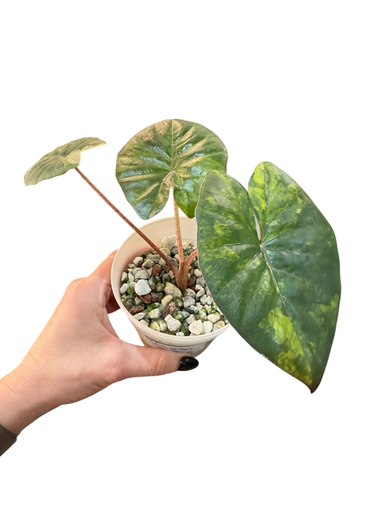 Alocasia Serenpidity Variegated | Rare Aroid Plant| Aya's Tropical Plants
