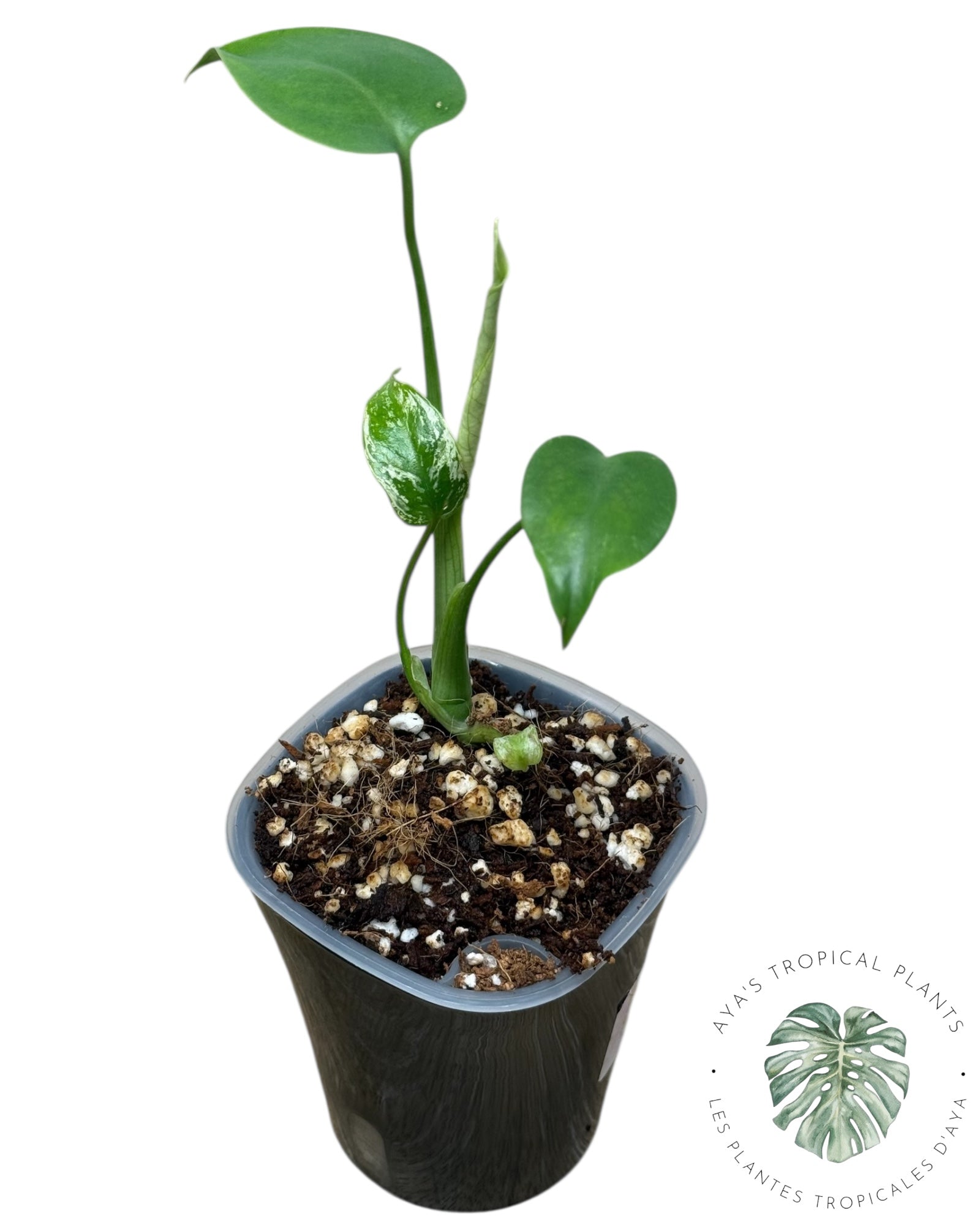 Monstera Deliciosa 'Devil Monster'