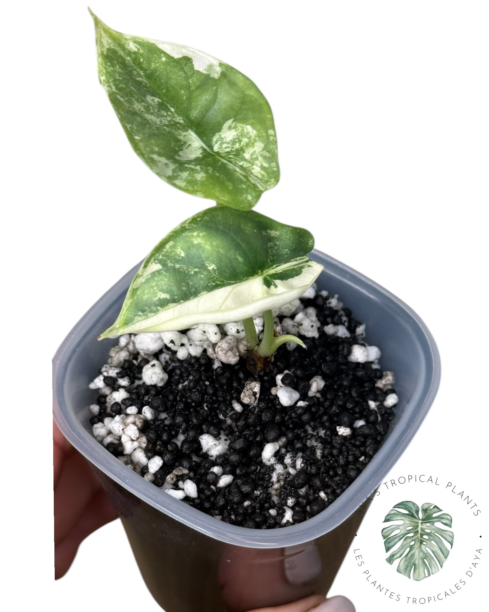 Alocasia Silver Dragon Albo Variegated