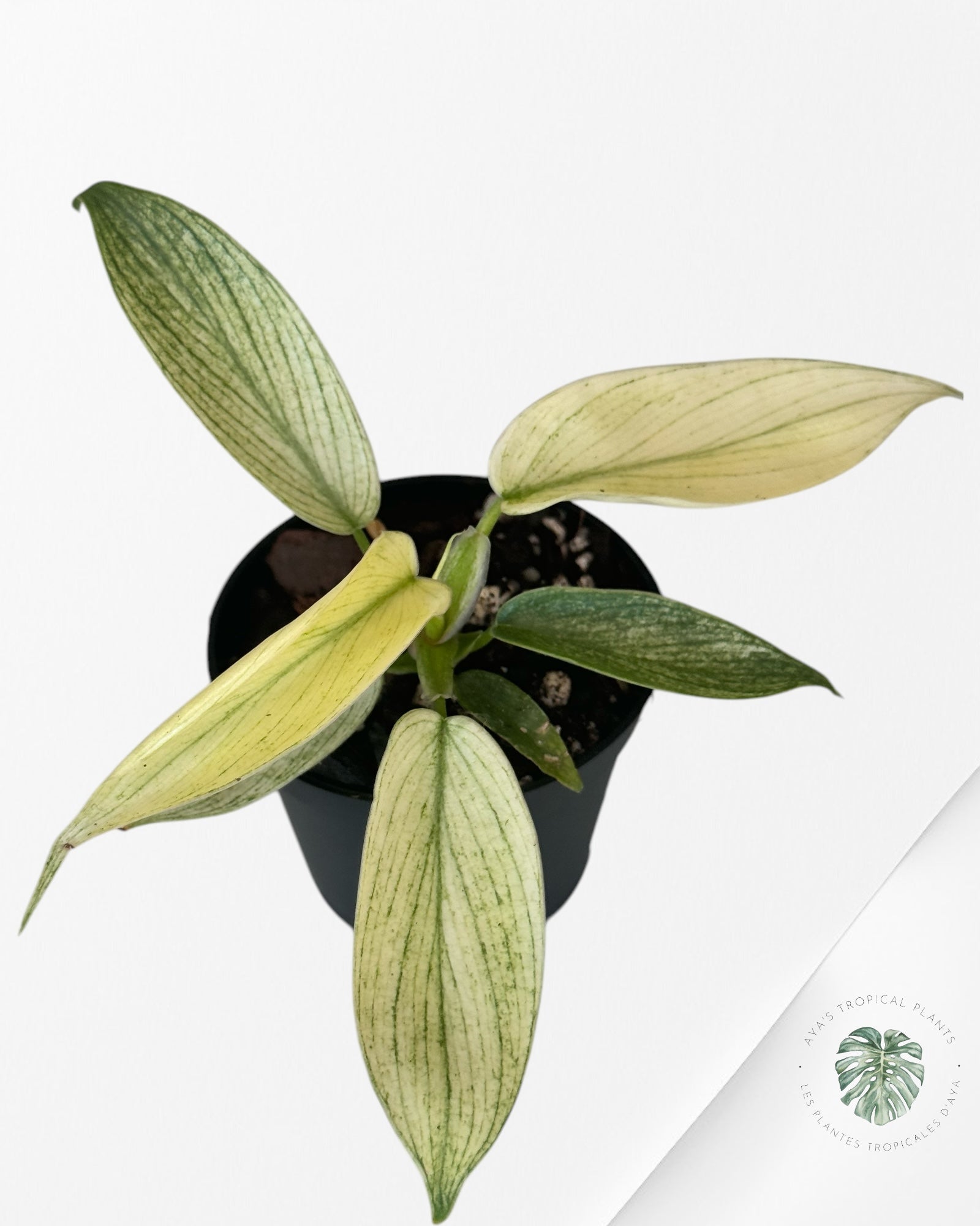 Philodendron Florida Ghost-PFG2