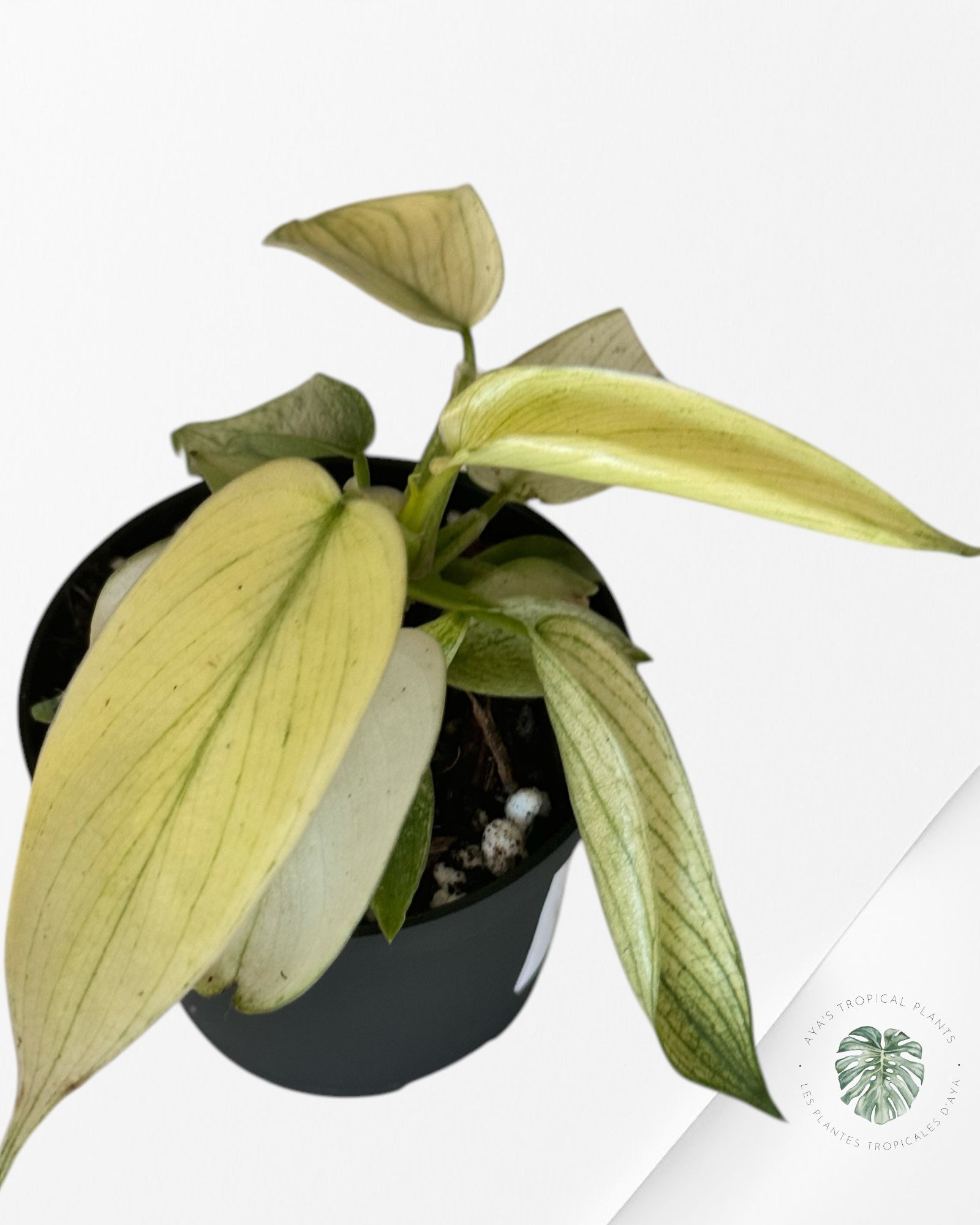 Philodendron Florida Ghost-PFG1