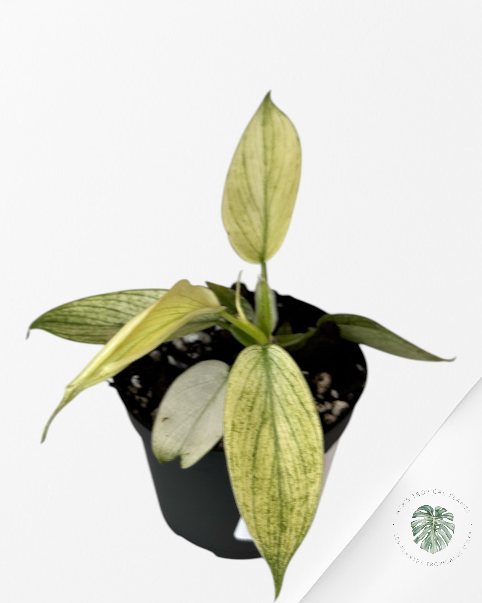 Philodendron Florida Ghost-PFG3