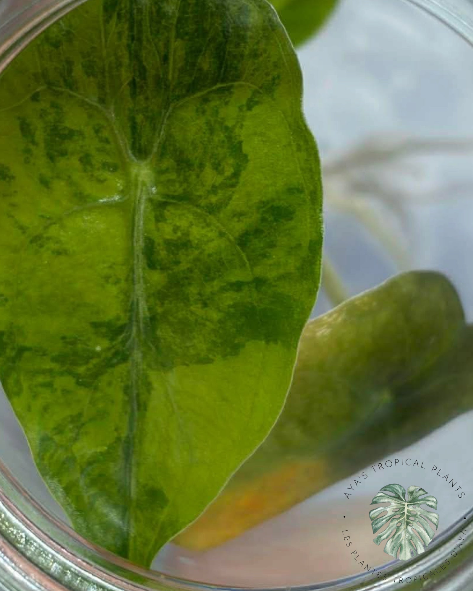 Alocasia Venom Aurea Variegated