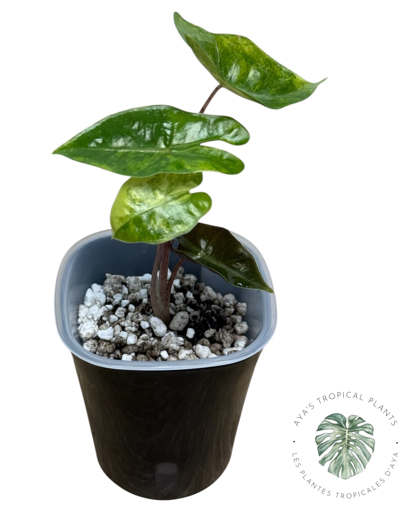 Alocasia Pseudo-Sanderiana Aurea Variegated