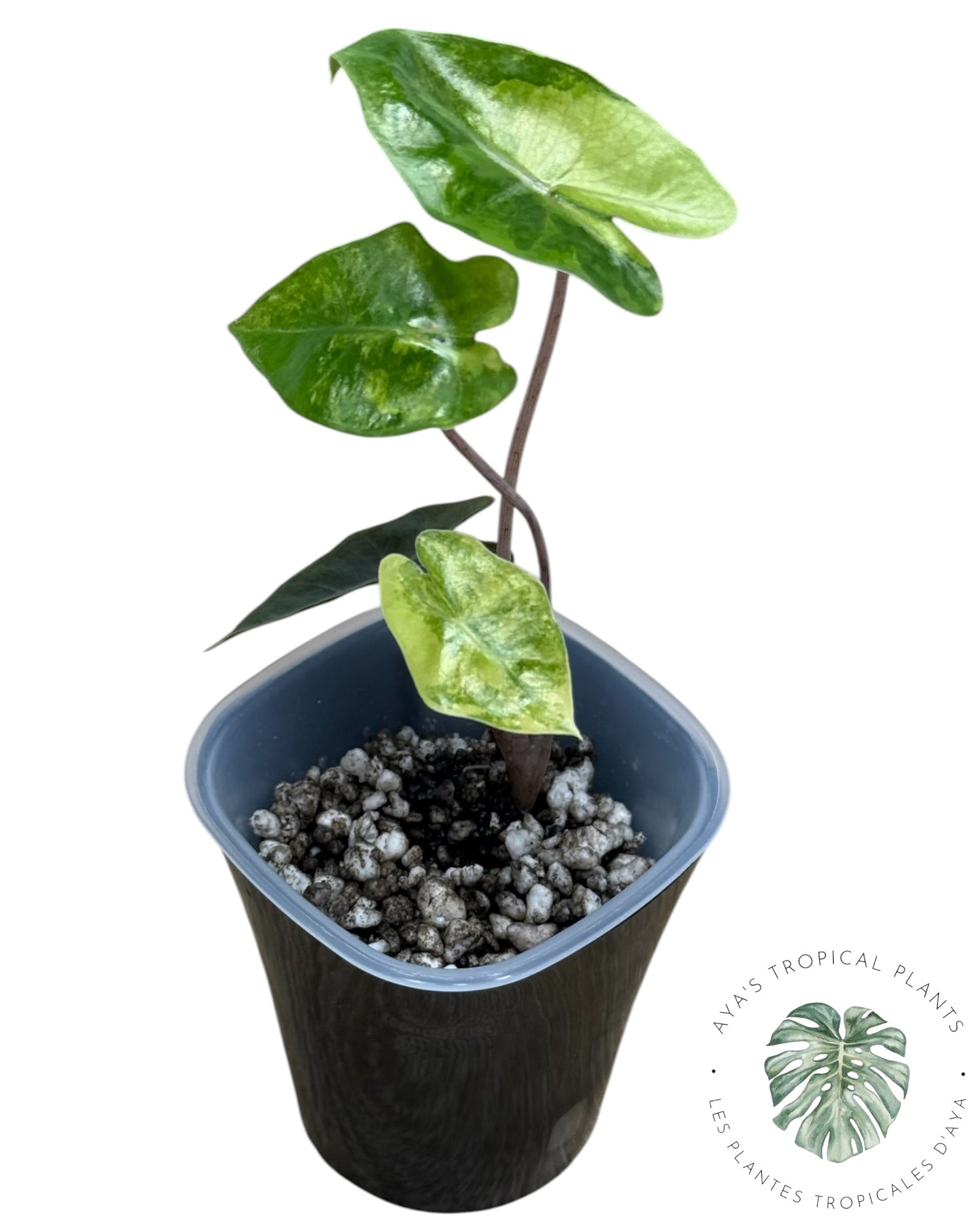 Alocasia Pseudo-Sanderiana Aurea Variegated