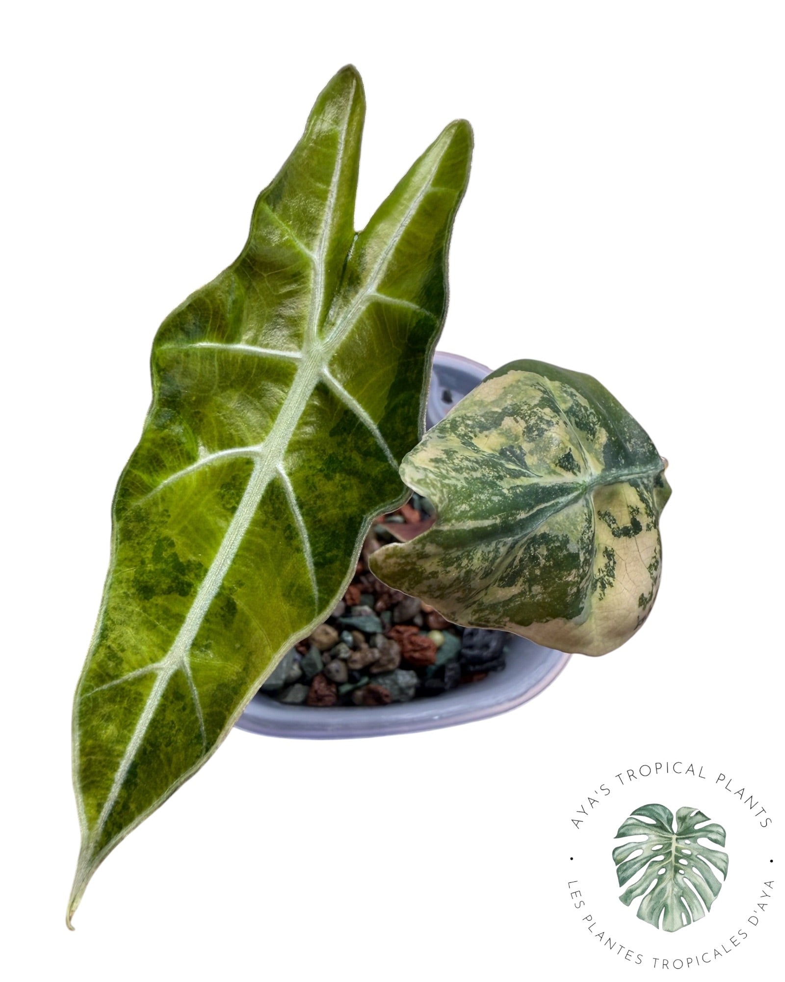 Alocasia Sanderiana 'Bull' Aurea panaché
