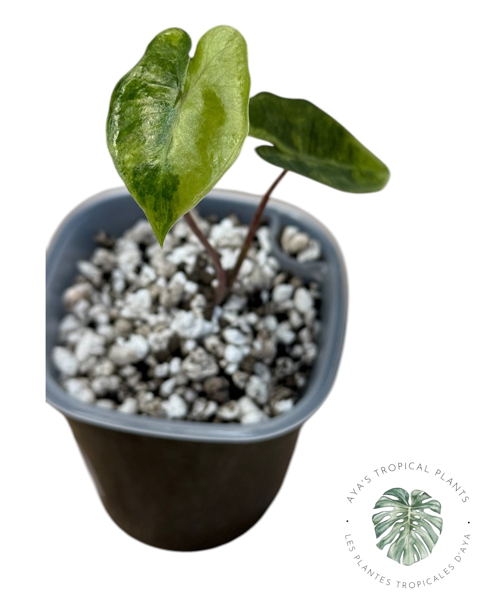 Alocasia Pseudo-Sanderiana Aurea Variegated