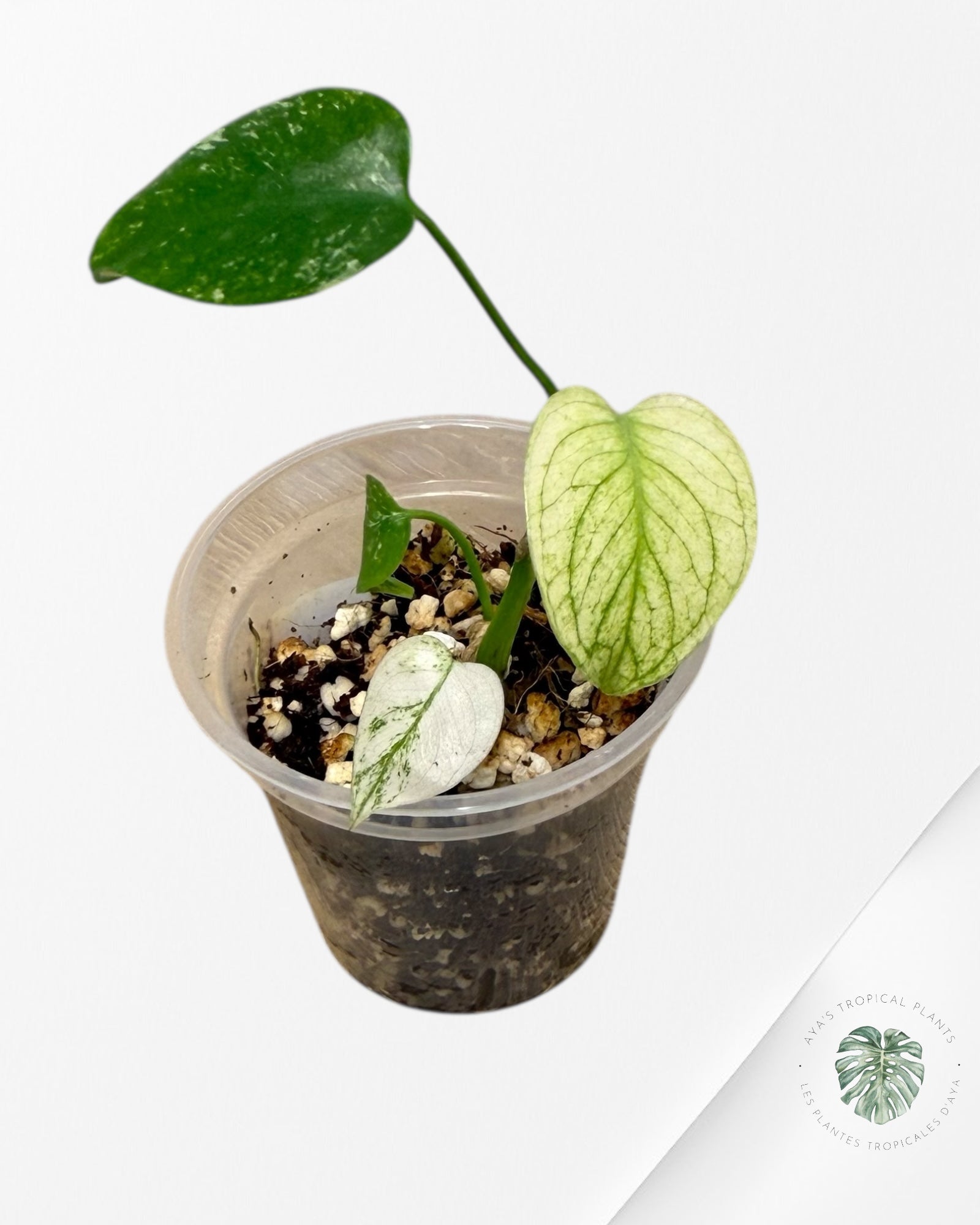 Monstera Mint| Rare TC Plant | Aya's Tropical Plants