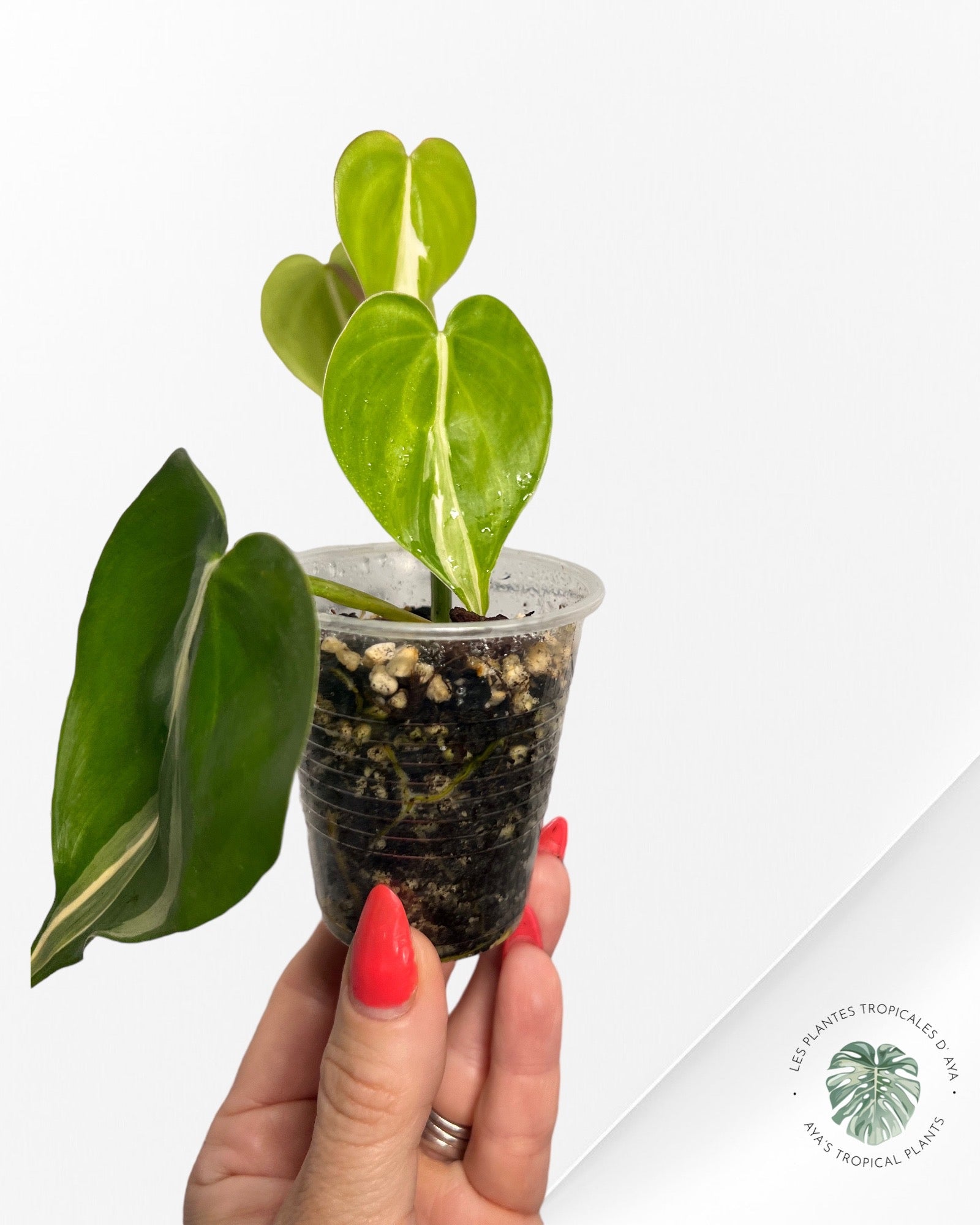 Philodendron Hederaceum 'Rio'-2222