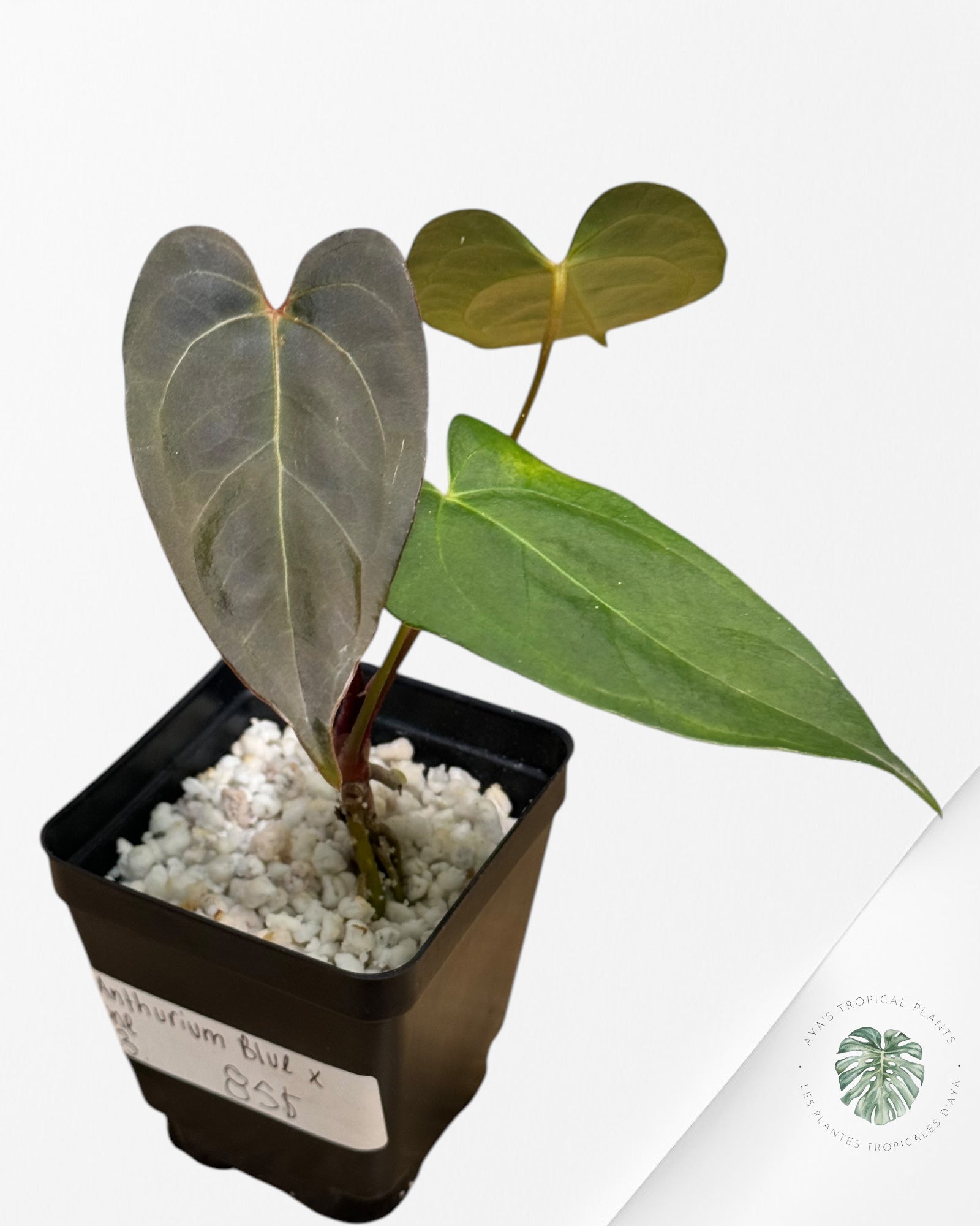 Anthurium Papillilaminum Bleu X One -03