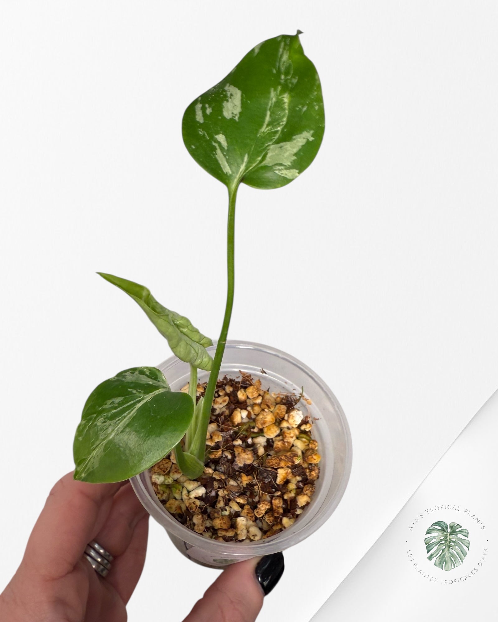 Monstera Deliciosa Bulbasaur | Rare TC Plant| Aya's Tropical Plants