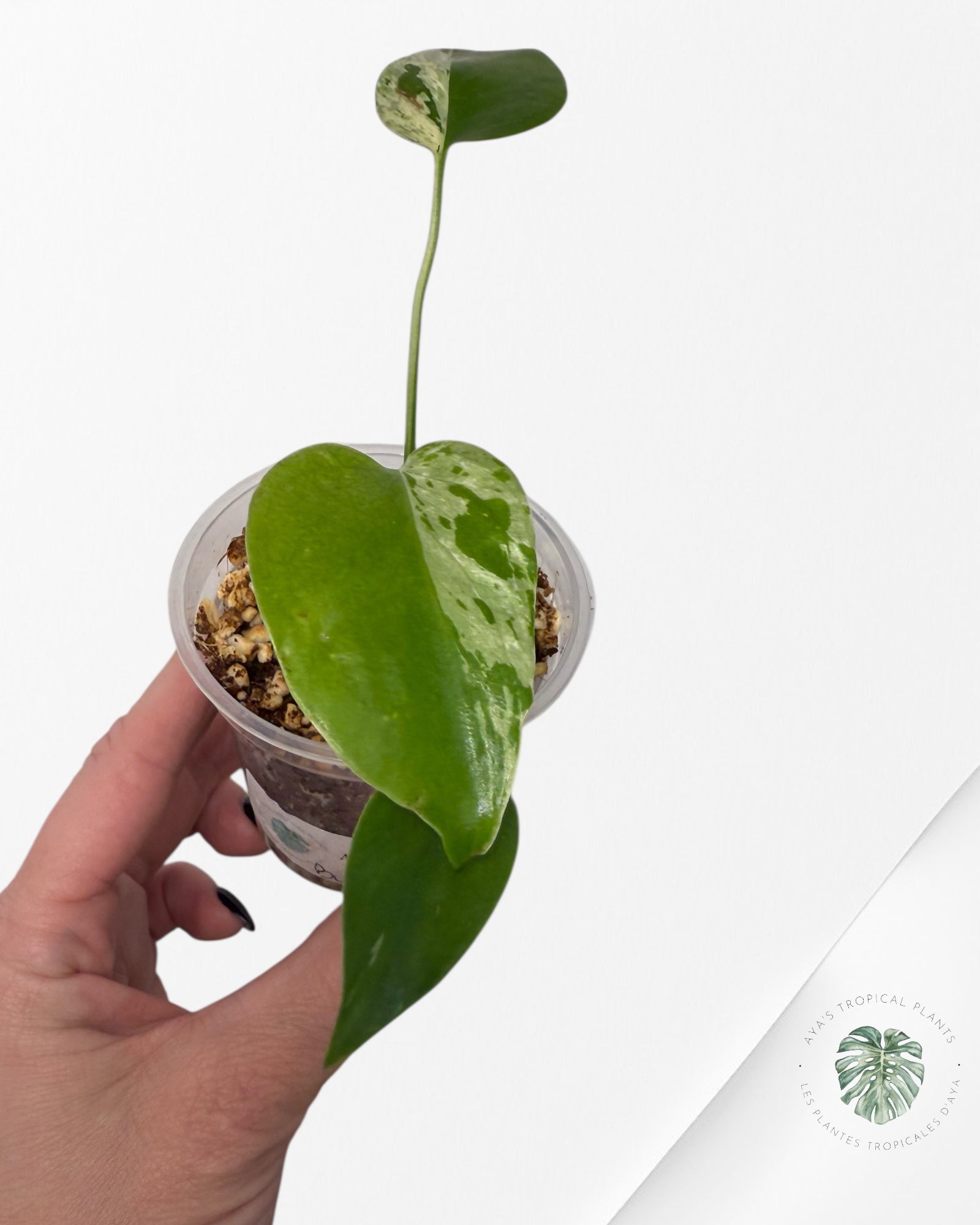 Monstera Deliciosa Bulbasaur | Rare TC Plant| Aya's Tropical Plants