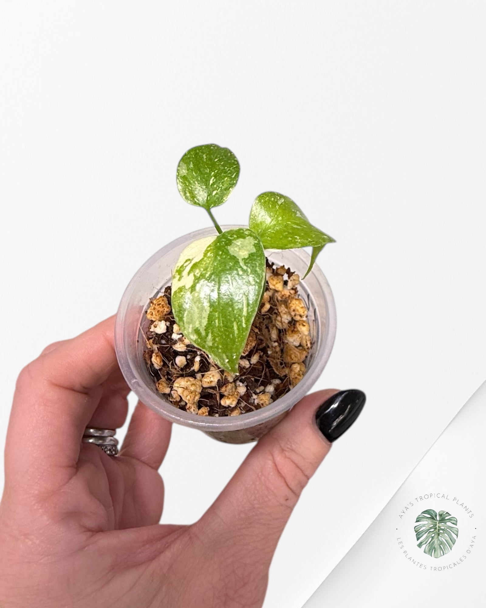 Monstera Thai Constellation Creme Brûlée| Rare TC Plant | Aya's Tropical Plants