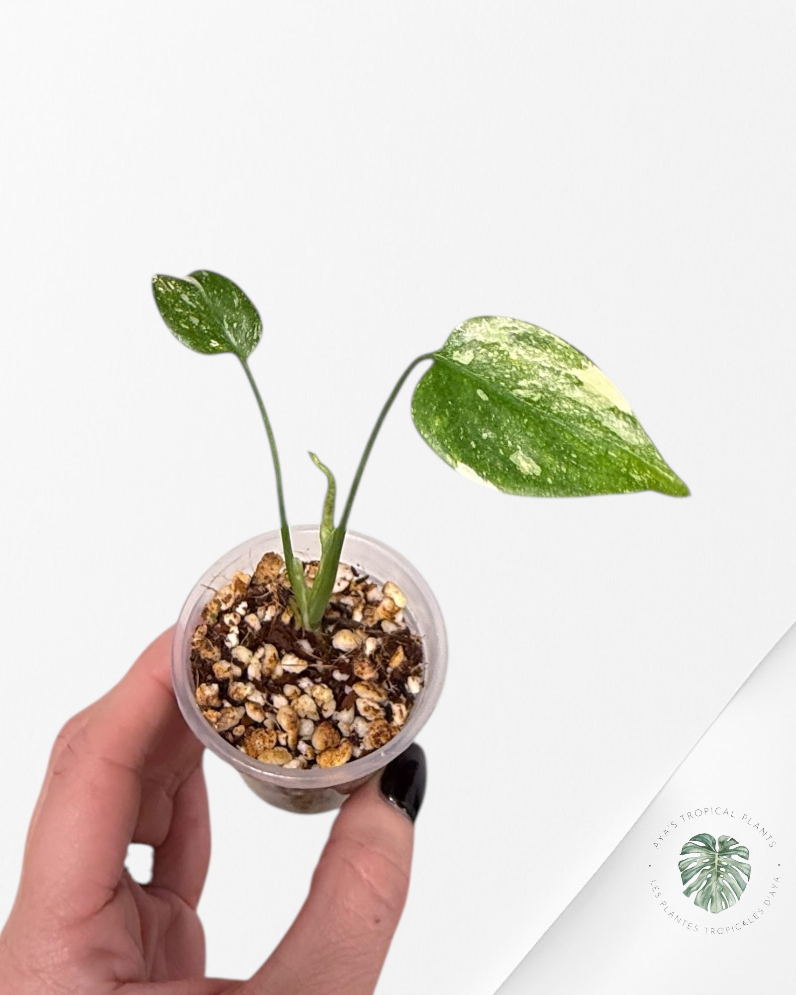 Monstera Thai Constellation Creme Brûlée| Rare TC Plant | Aya's Tropical Plants