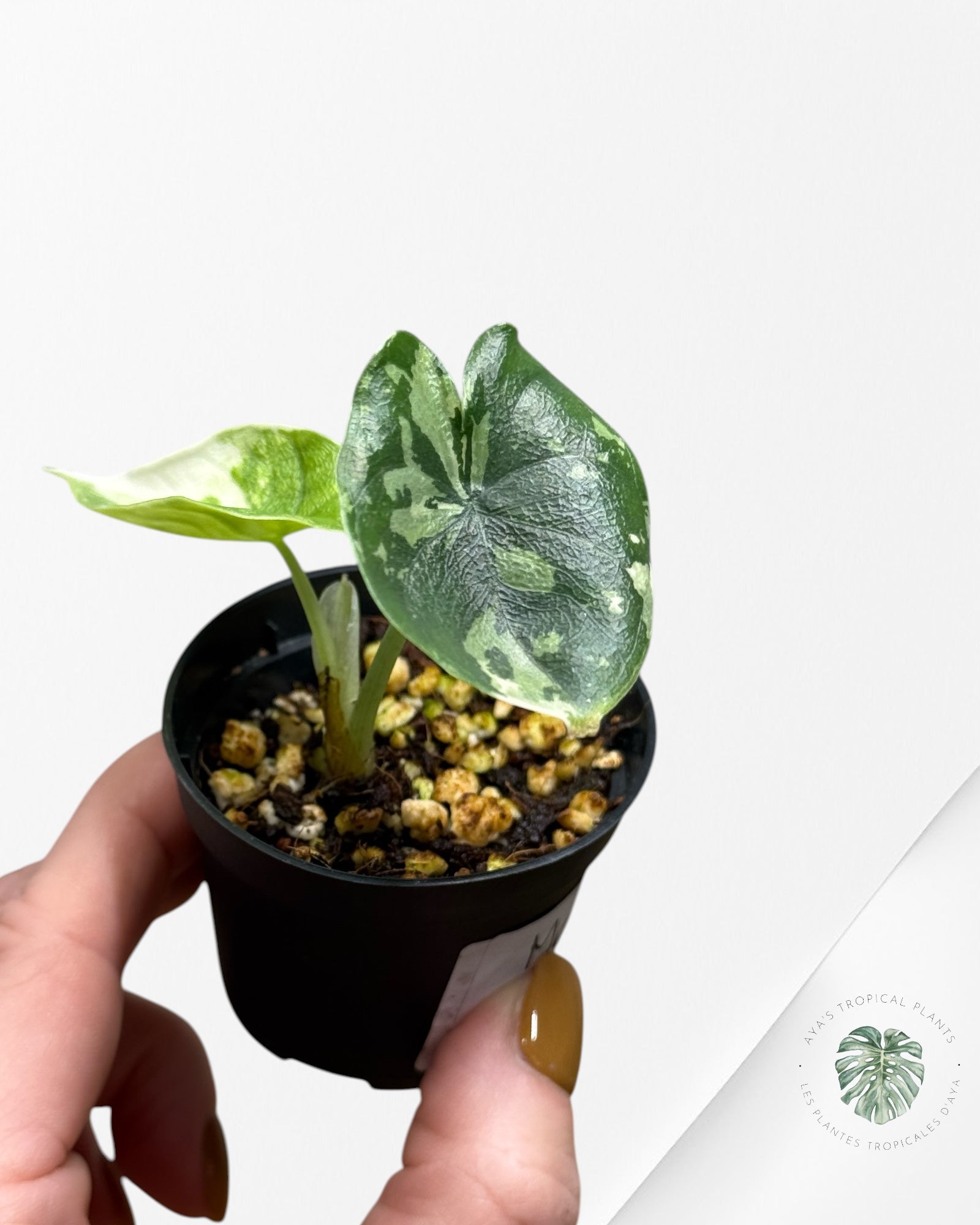 Alocasia Melo Variegated (Albo) - 24L