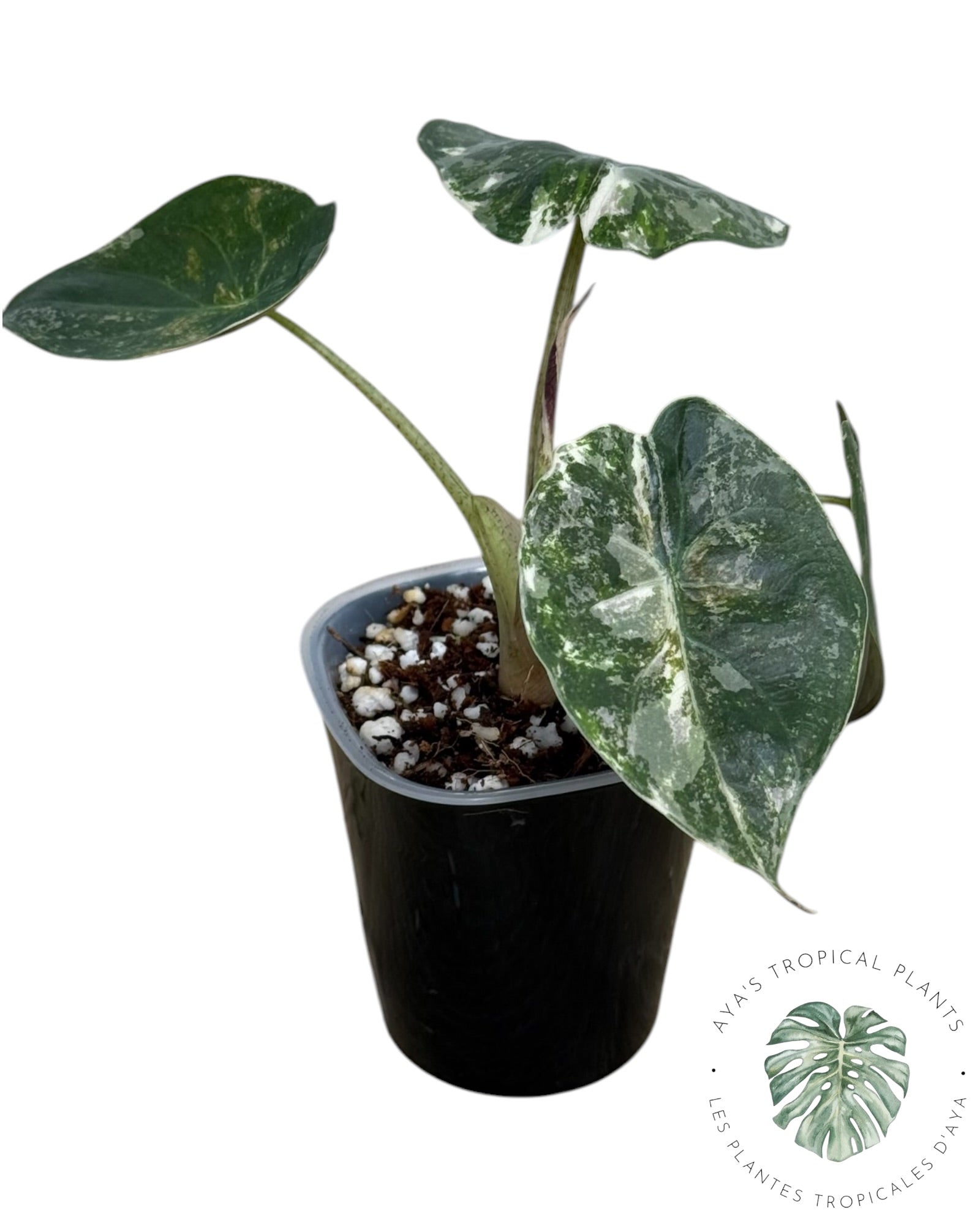 Alocasia Wentii Albo Pink Variegated