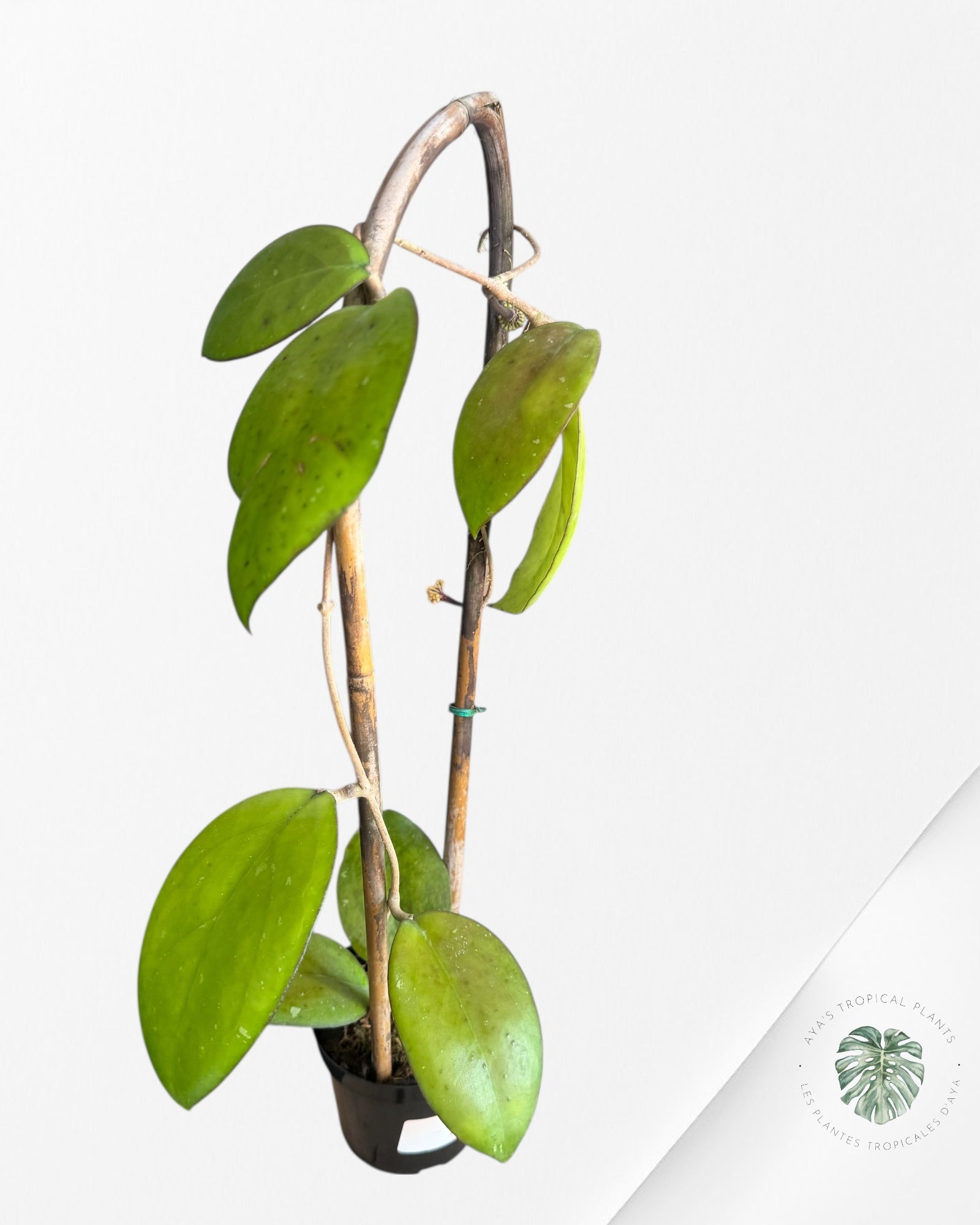 Hoya Noelle-F2