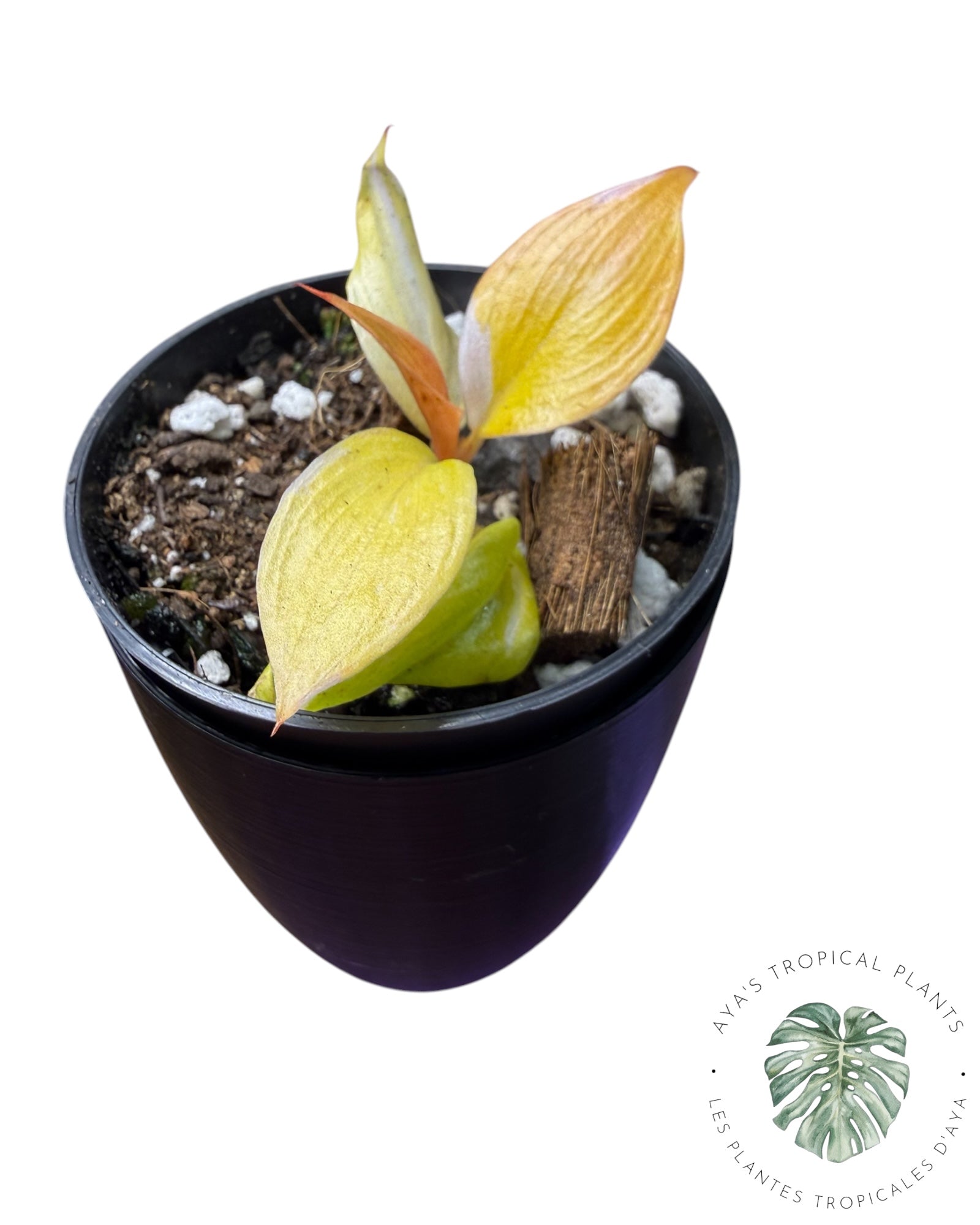 Philodendron Princesse Persimmon