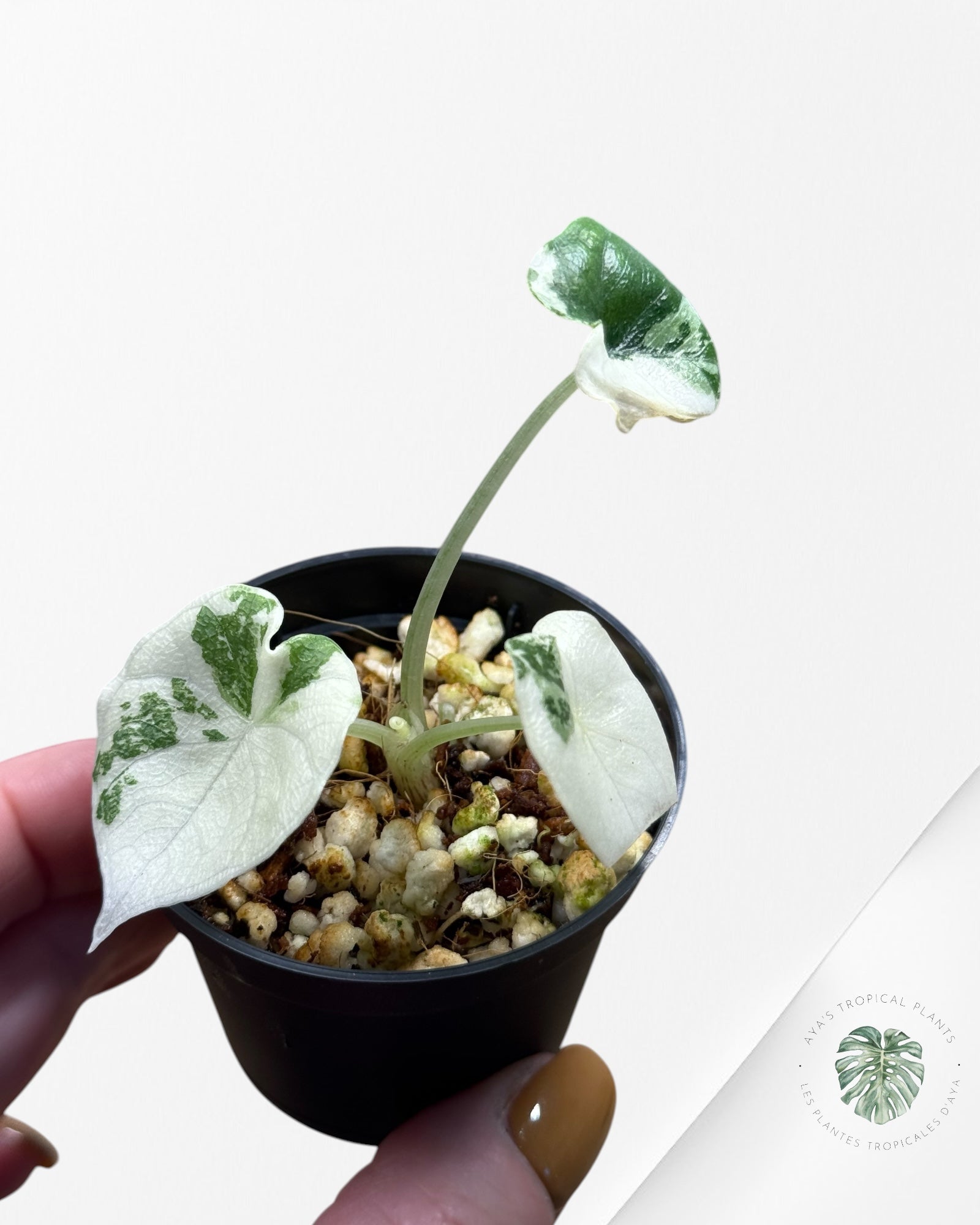 Alocasia Melo Variegated (Albo) - 0110