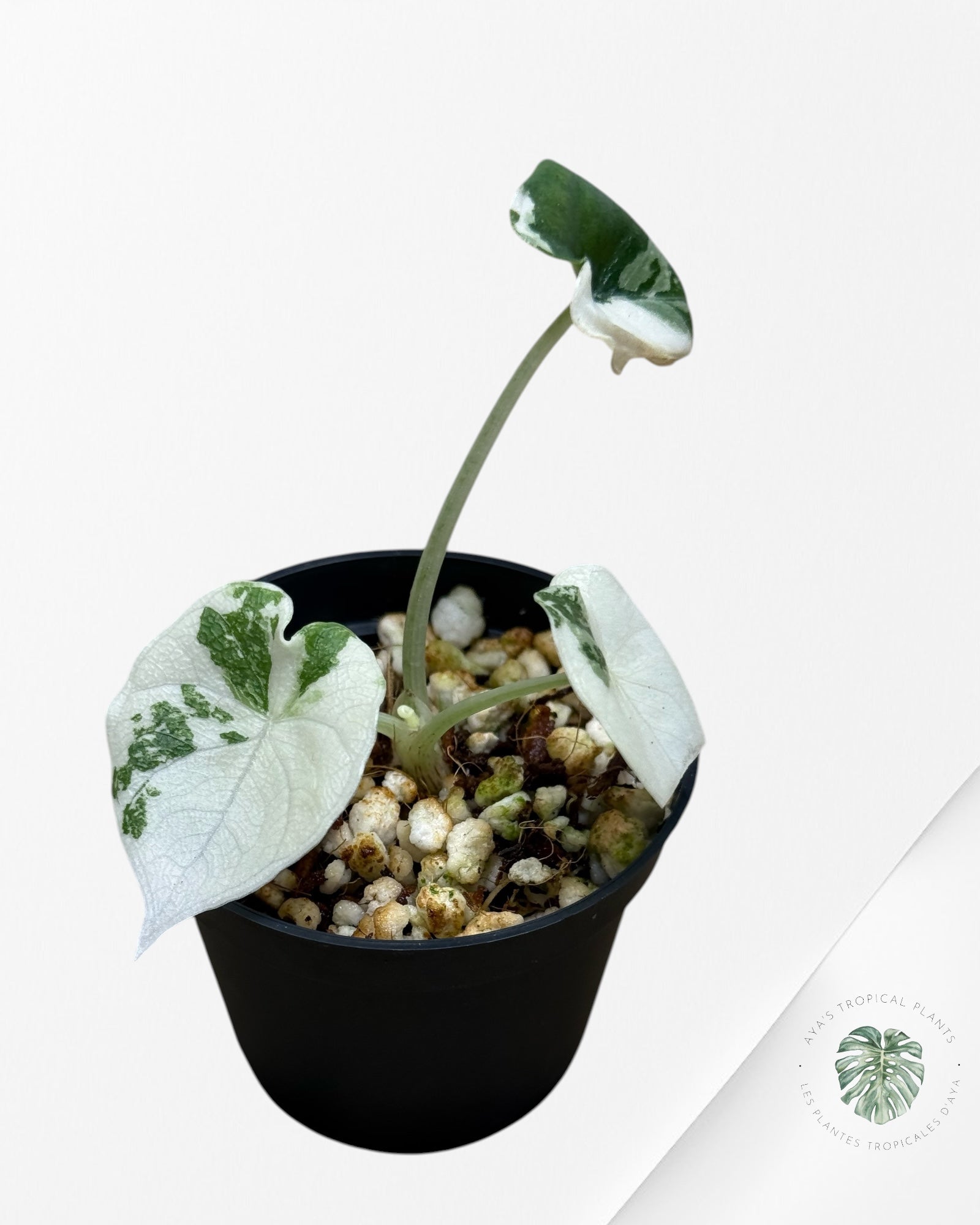 Alocasia Melo Variegated (Albo) - 0110