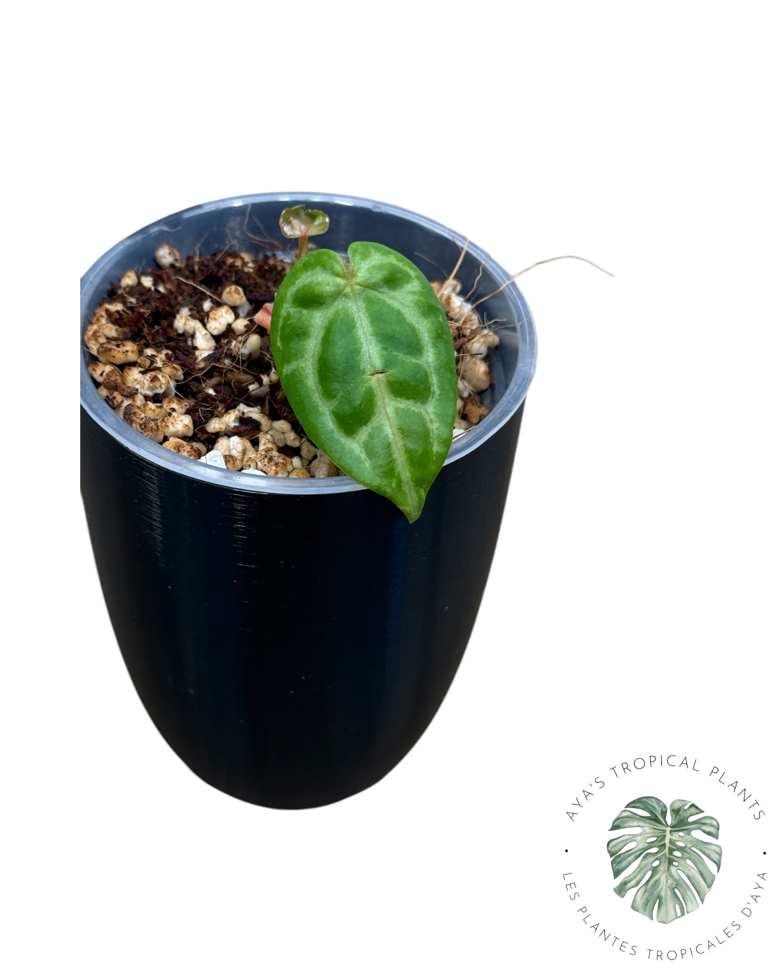 Anthurium Red Crystallinum × (SKG × Silver Tiger)