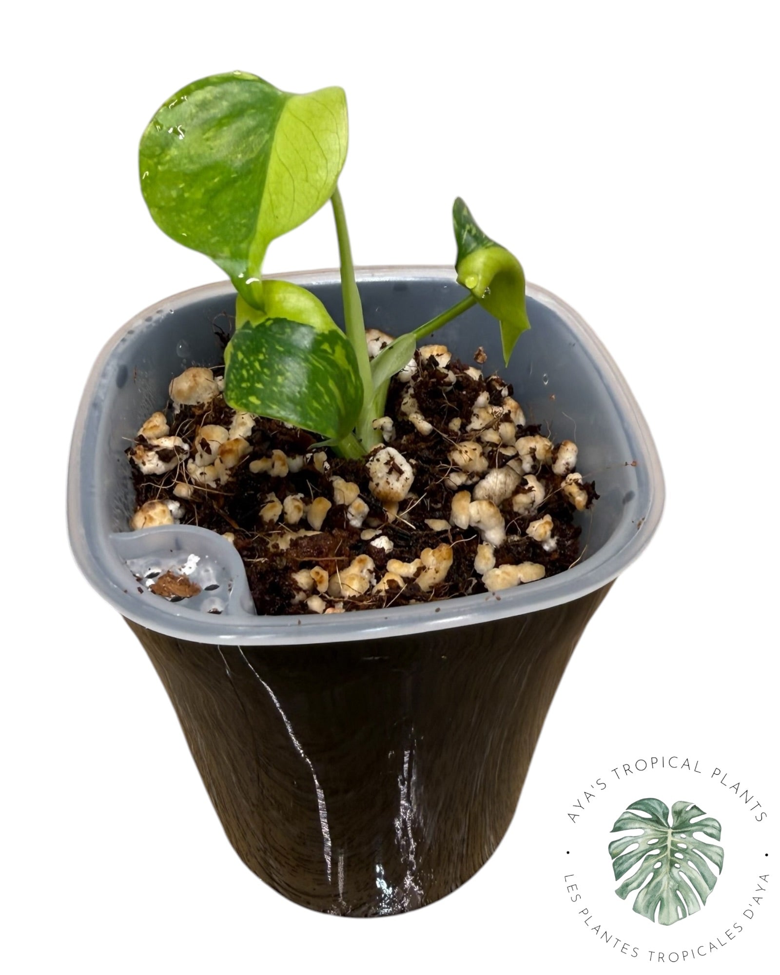 Monstera Deliciosa Electrolyte KING