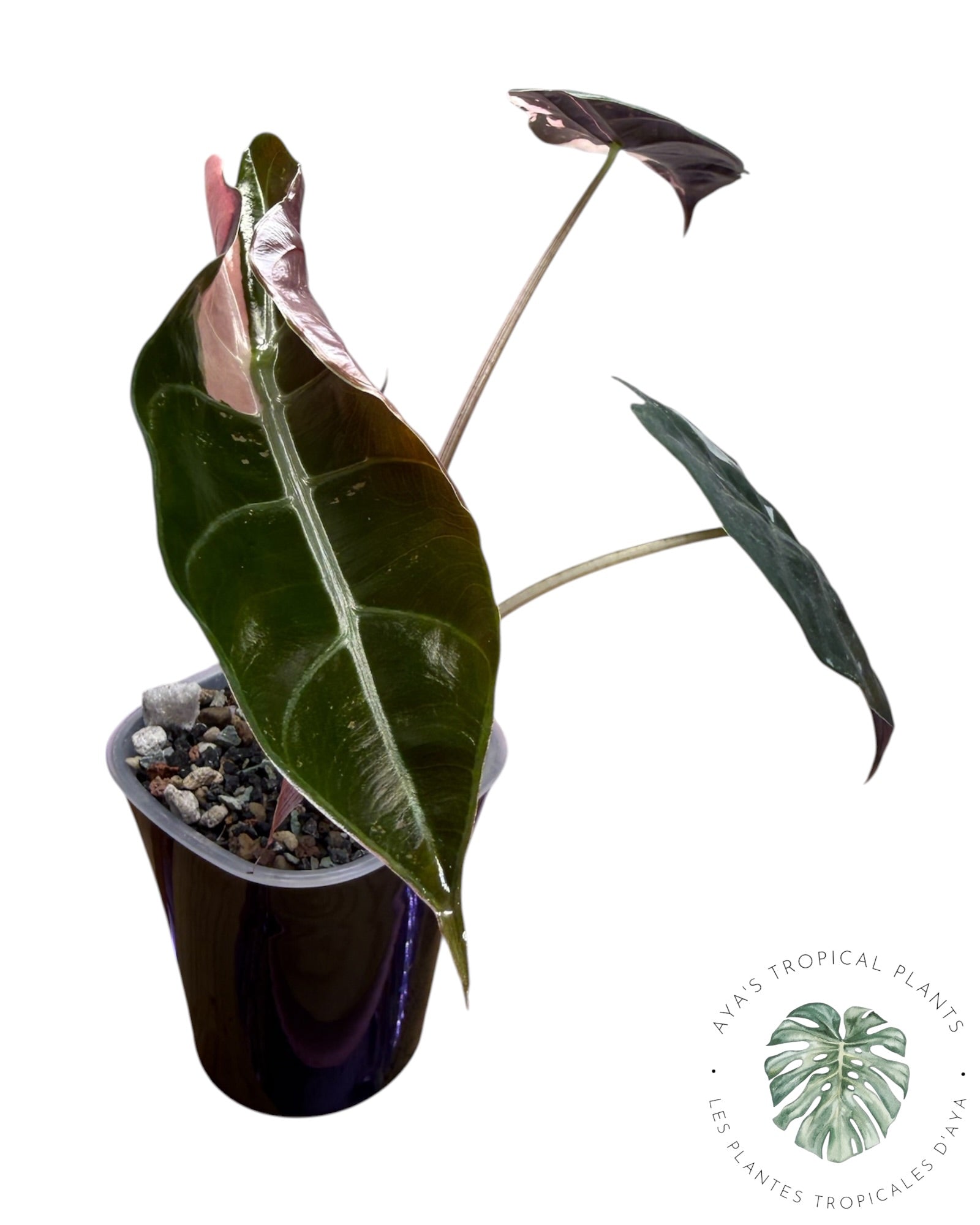 Alocasia Chantrieri panaché rose