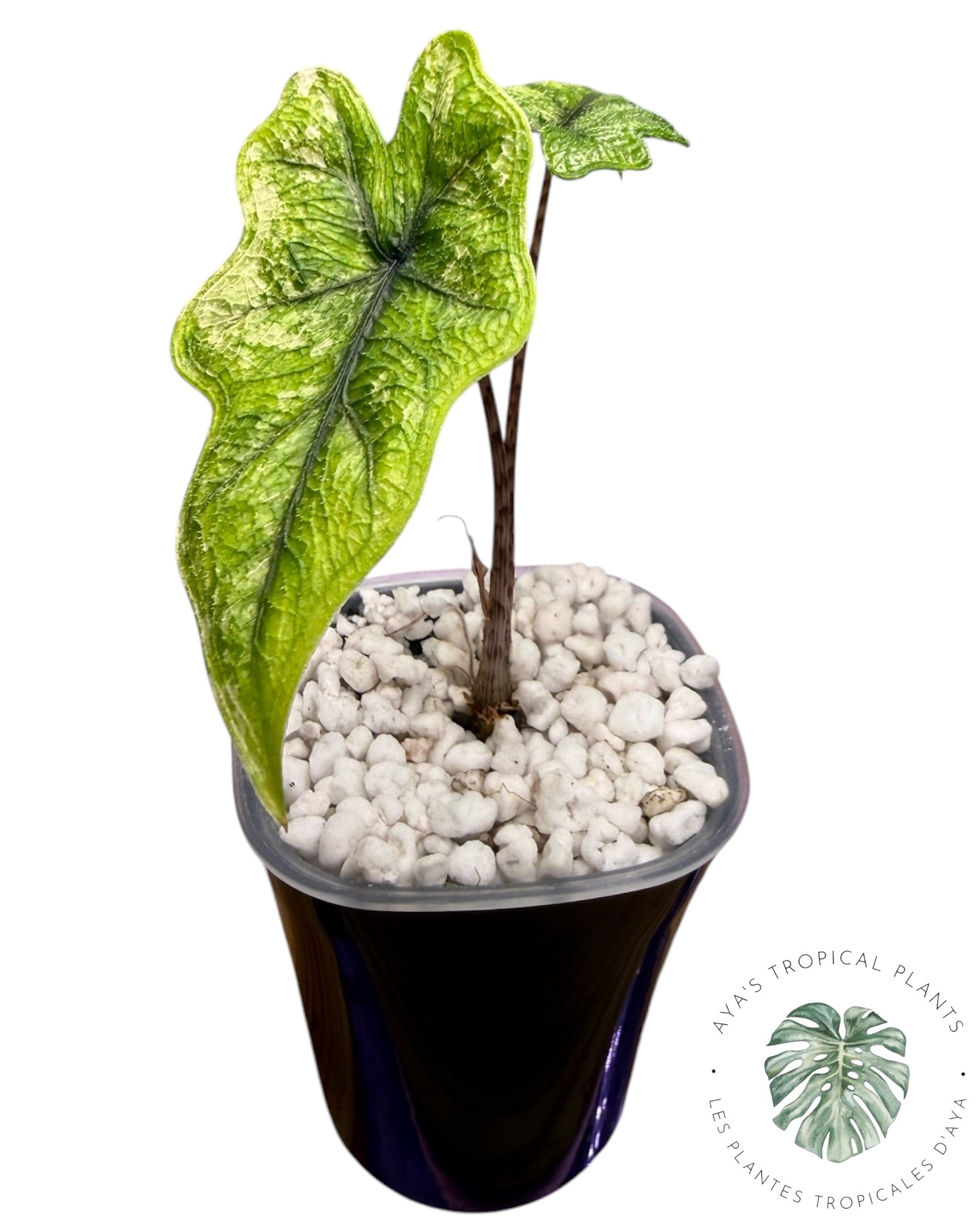 Alocasia Jacklyn Variegated (Grade A)