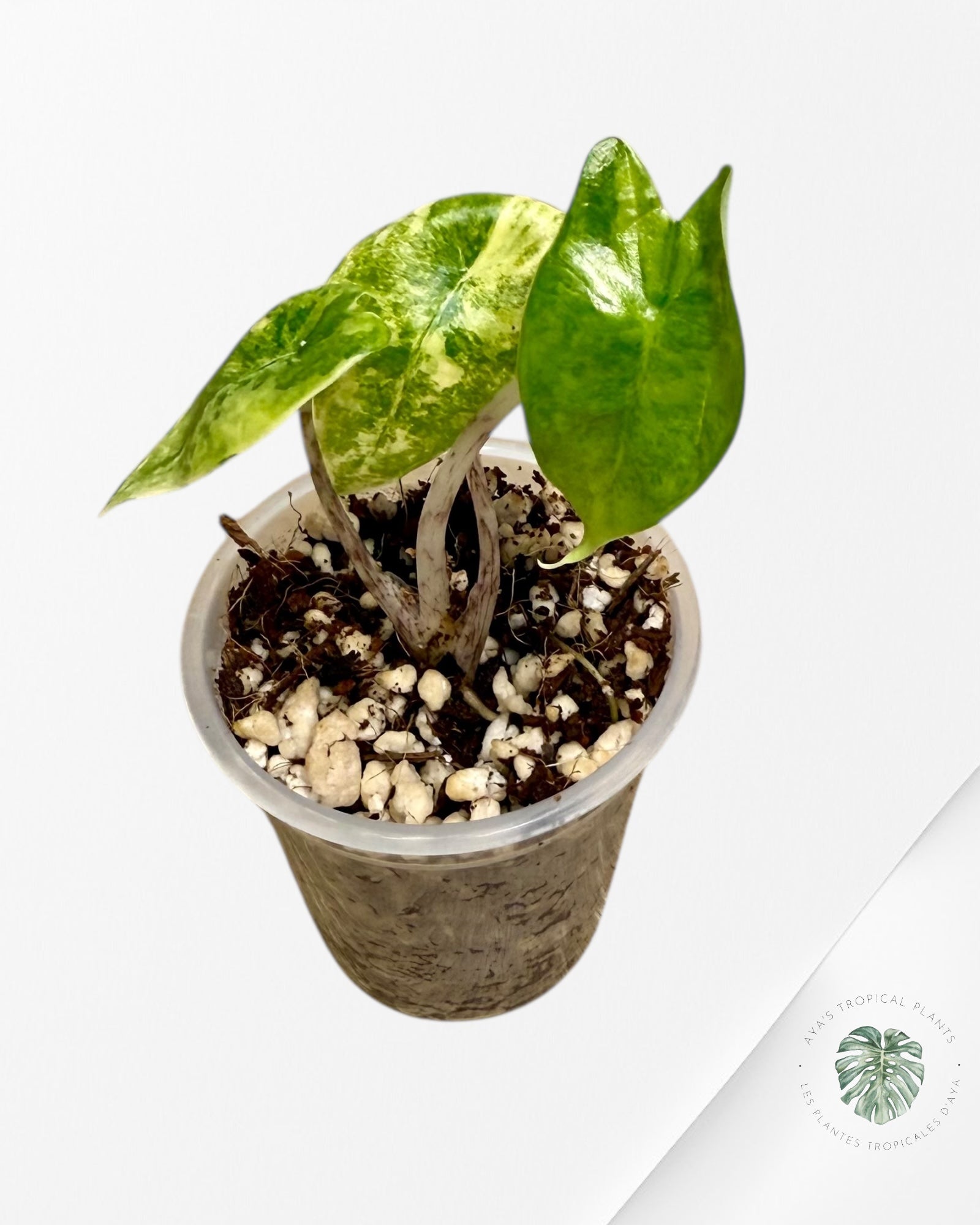 Alocasia Zebrina Thomas Variegated| Rare TC Plant | Aya's Tropical Plants